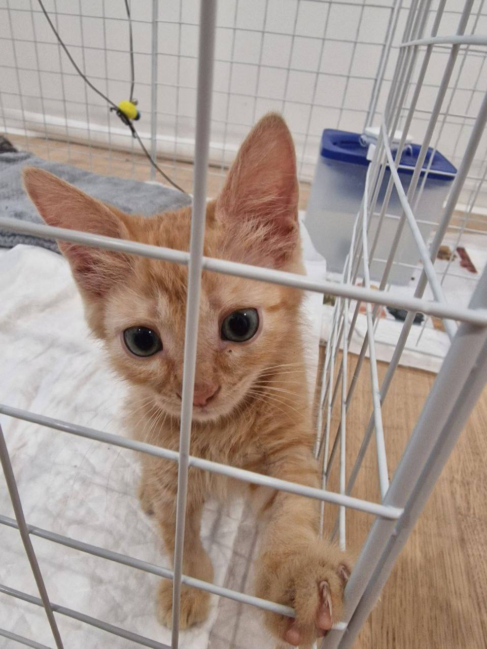 A kitten that was stepped on. Moscow - My, In good hands, Kindness, Help, Medications, Treatment, Homeless animals, Overexposure, Volunteering, Charity, Veterinary, No rating, Helping animals, cat, Cat lovers, Animal Rescue, Shelter, Kittens, The rescue, Fluffy, Video, Vertical video, Longpost