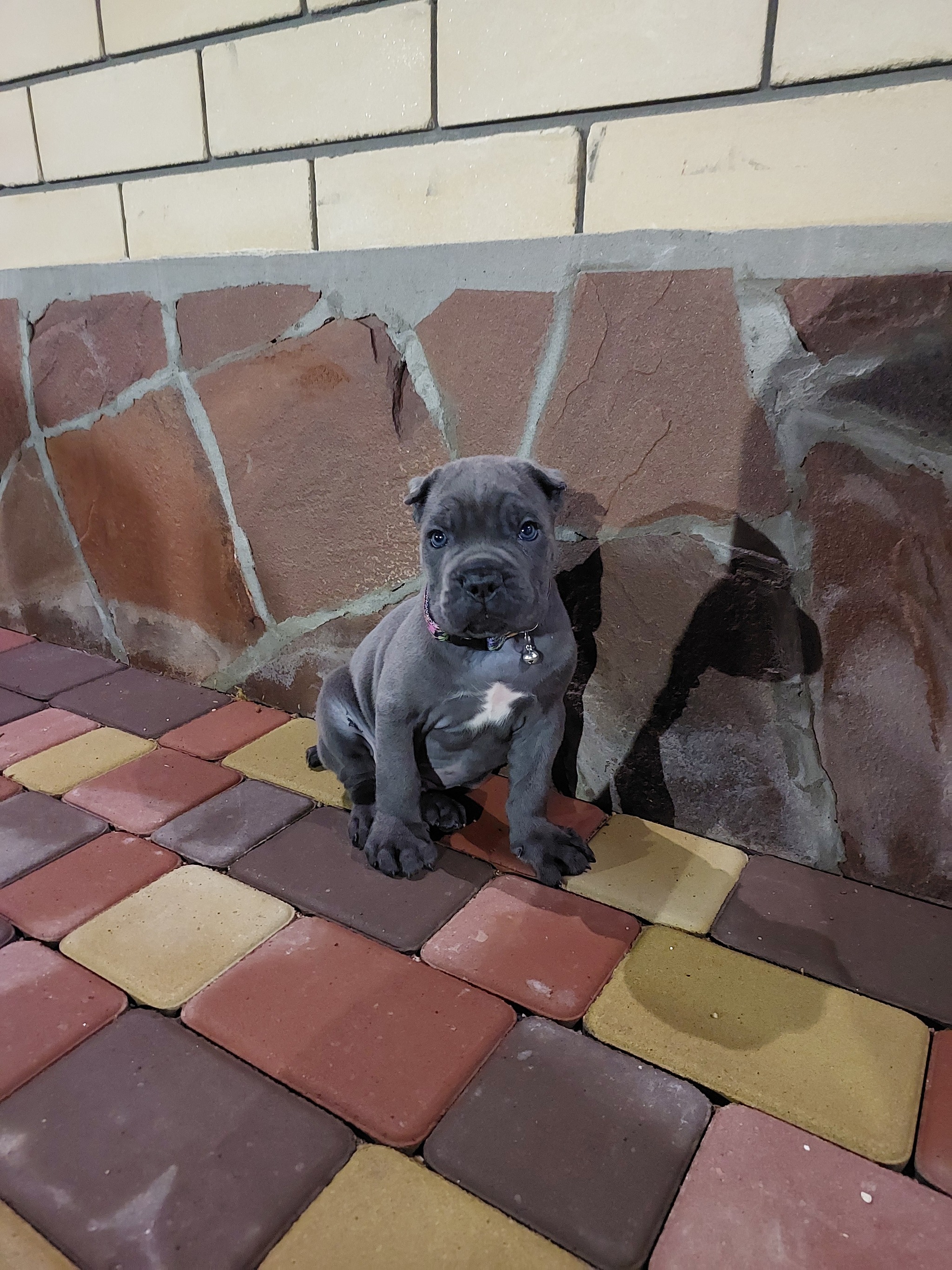 Cane Corso first days at home, adaptation - Cane Corso, Dog, Krasnodar, Longpost, My, Pets