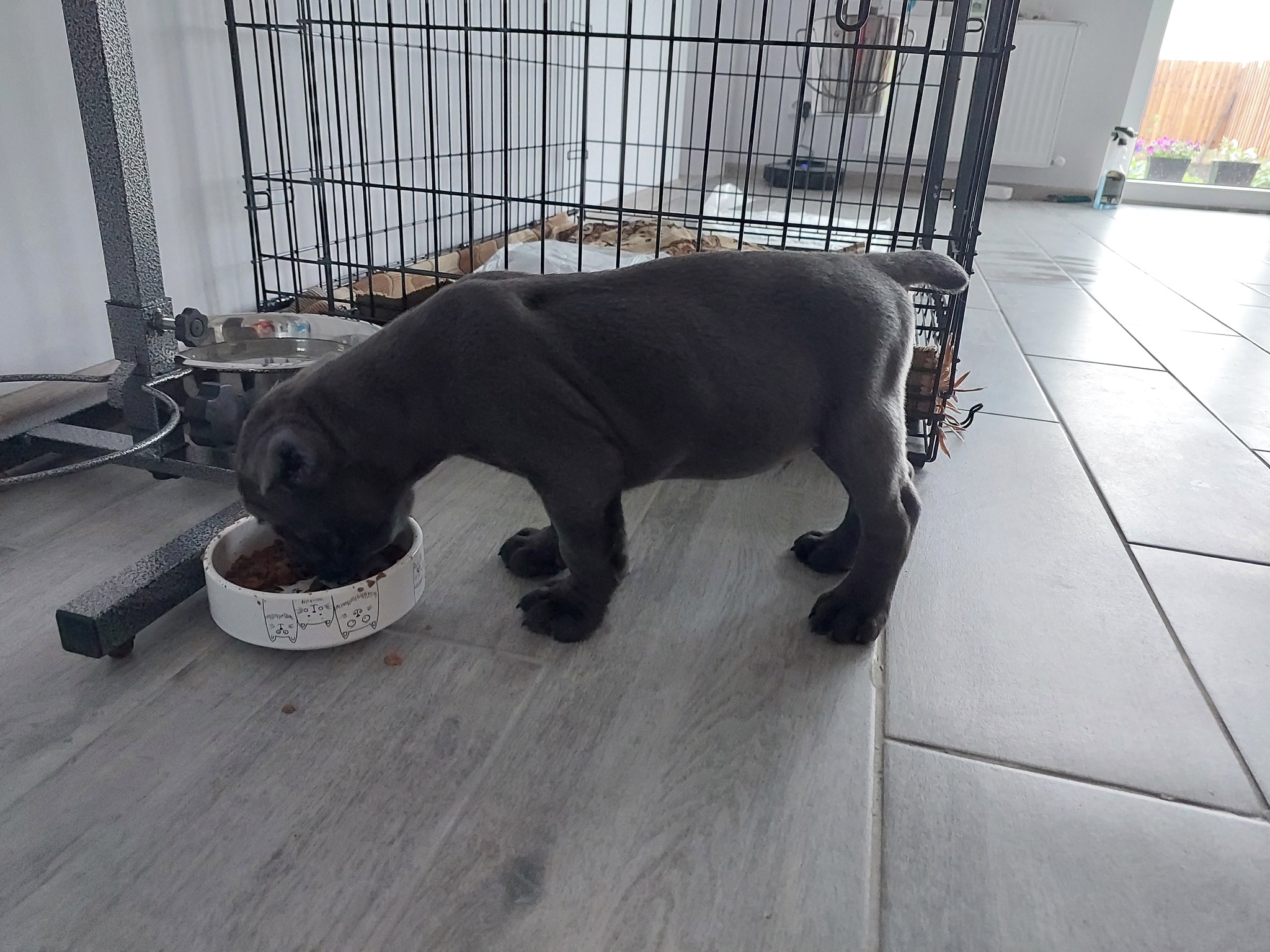 Cane Corso first days at home, adaptation - Cane Corso, Dog, Krasnodar, Longpost, My, Pets