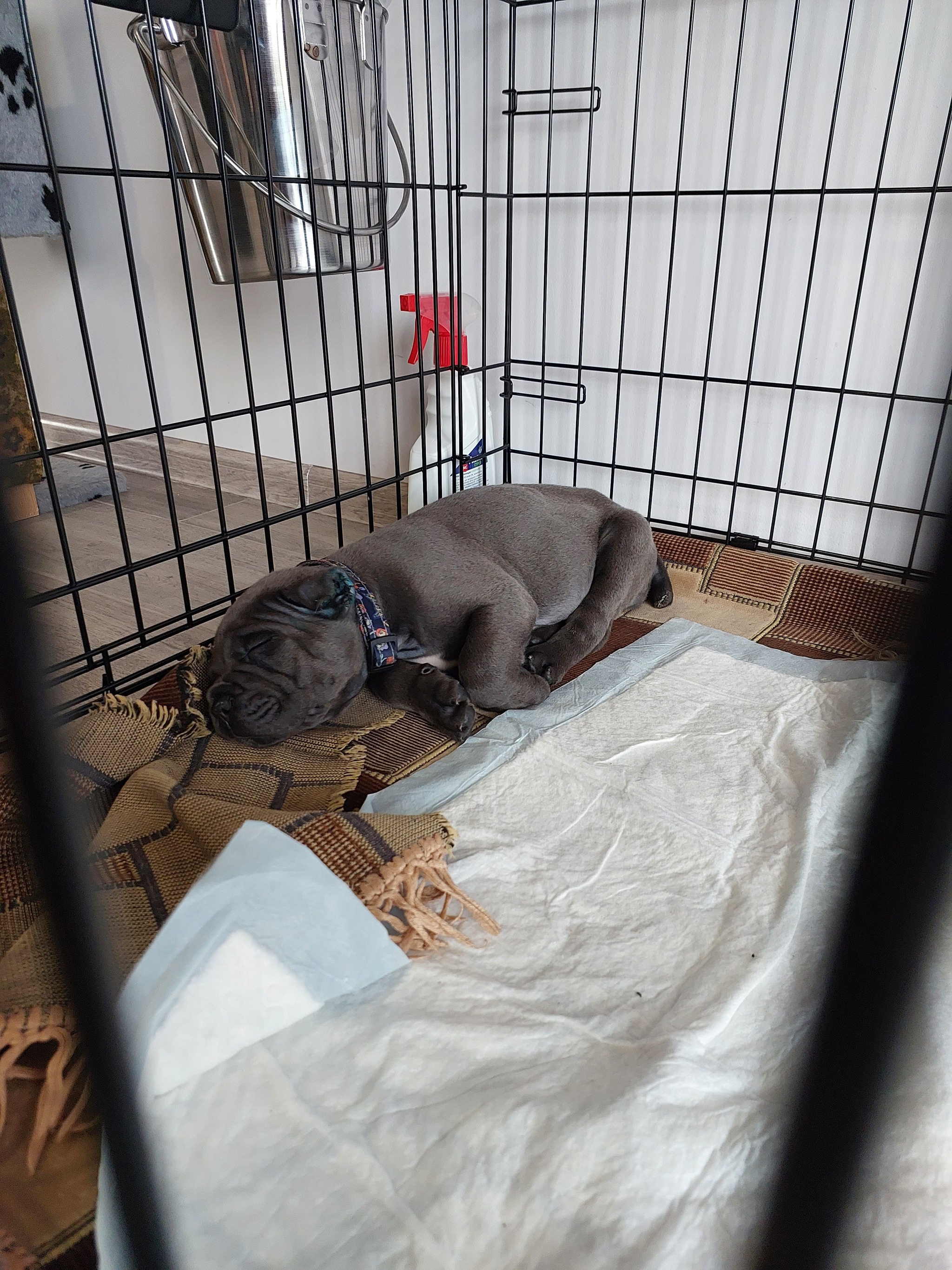 Cane Corso first days at home, adaptation - Cane Corso, Dog, Krasnodar, Longpost, My, Pets