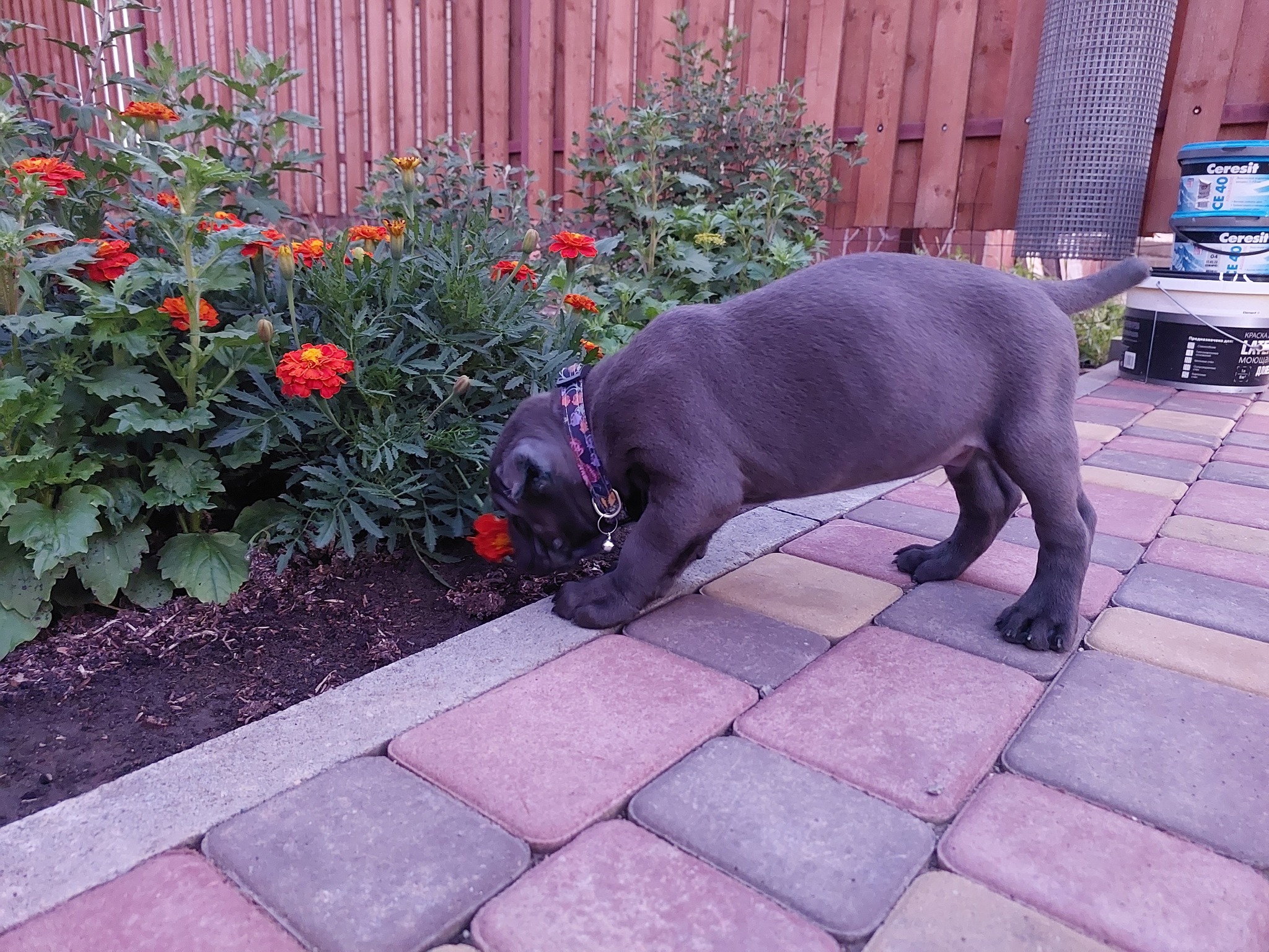 Cane Corso first days at home, adaptation - Cane Corso, Dog, Krasnodar, Longpost, My, Pets