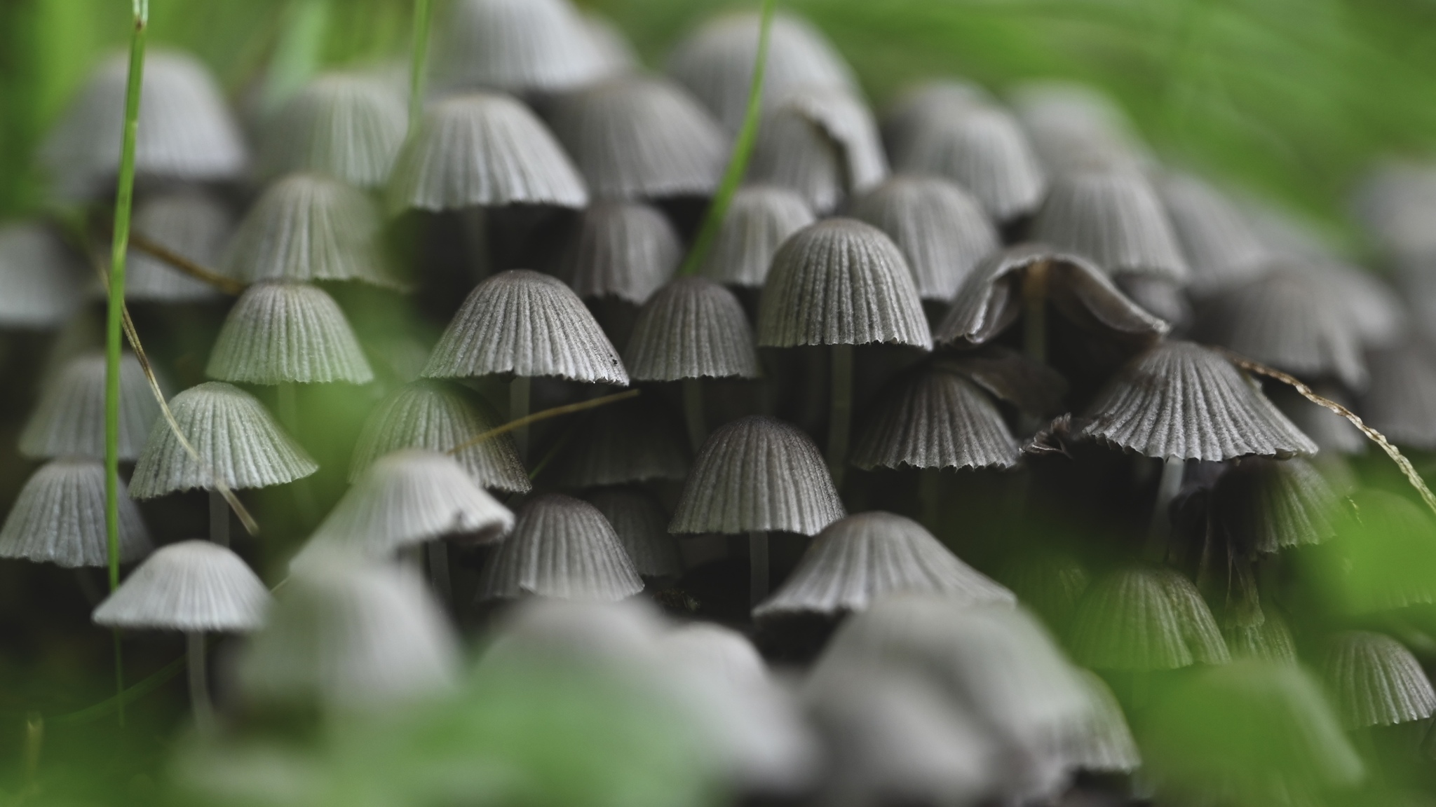 Favelas - My, The photo, Mushrooms, Nikon, Aesthetics