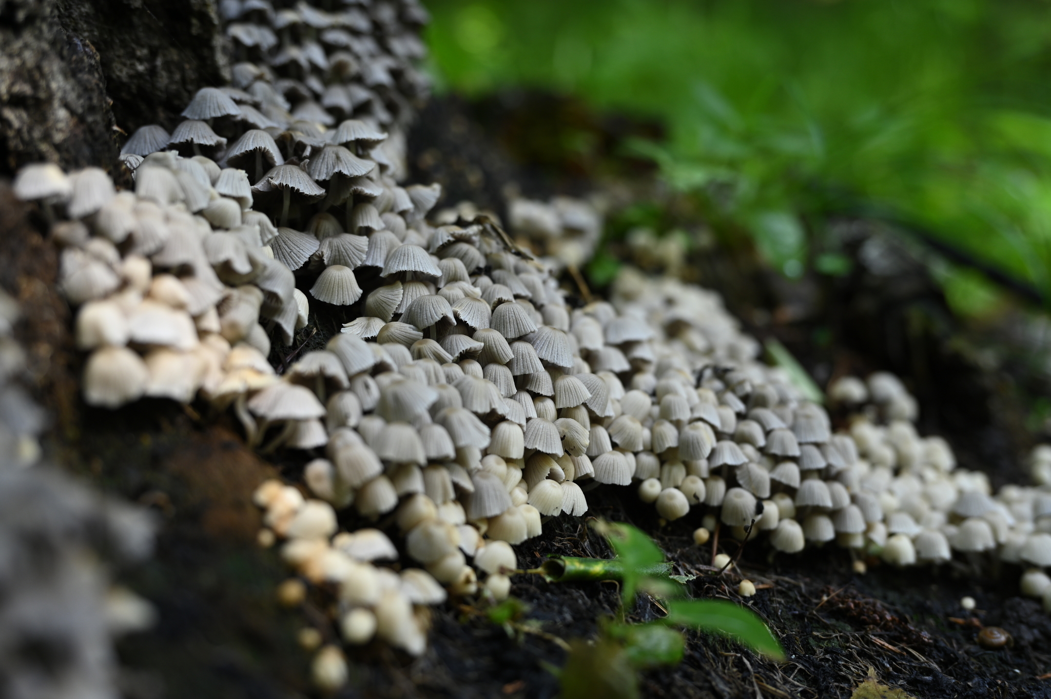 Favelas - My, The photo, Mushrooms, Nikon, Aesthetics