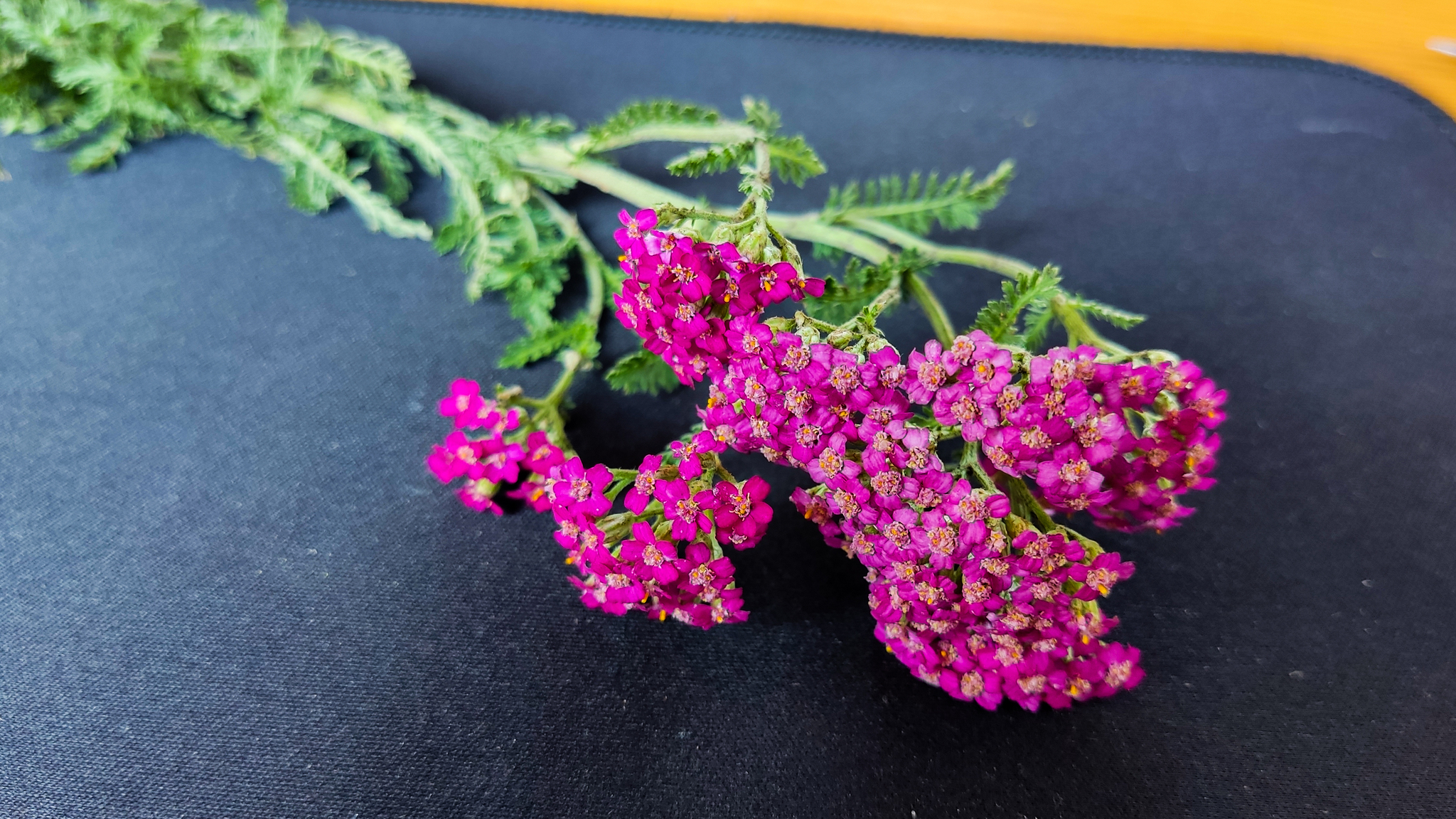 Photo project Let's take a closer look post No. 51. Yarrow - My, Bloom, Macro photography, Nature, The photo, Plants, The nature of Russia, Steppe, Longpost