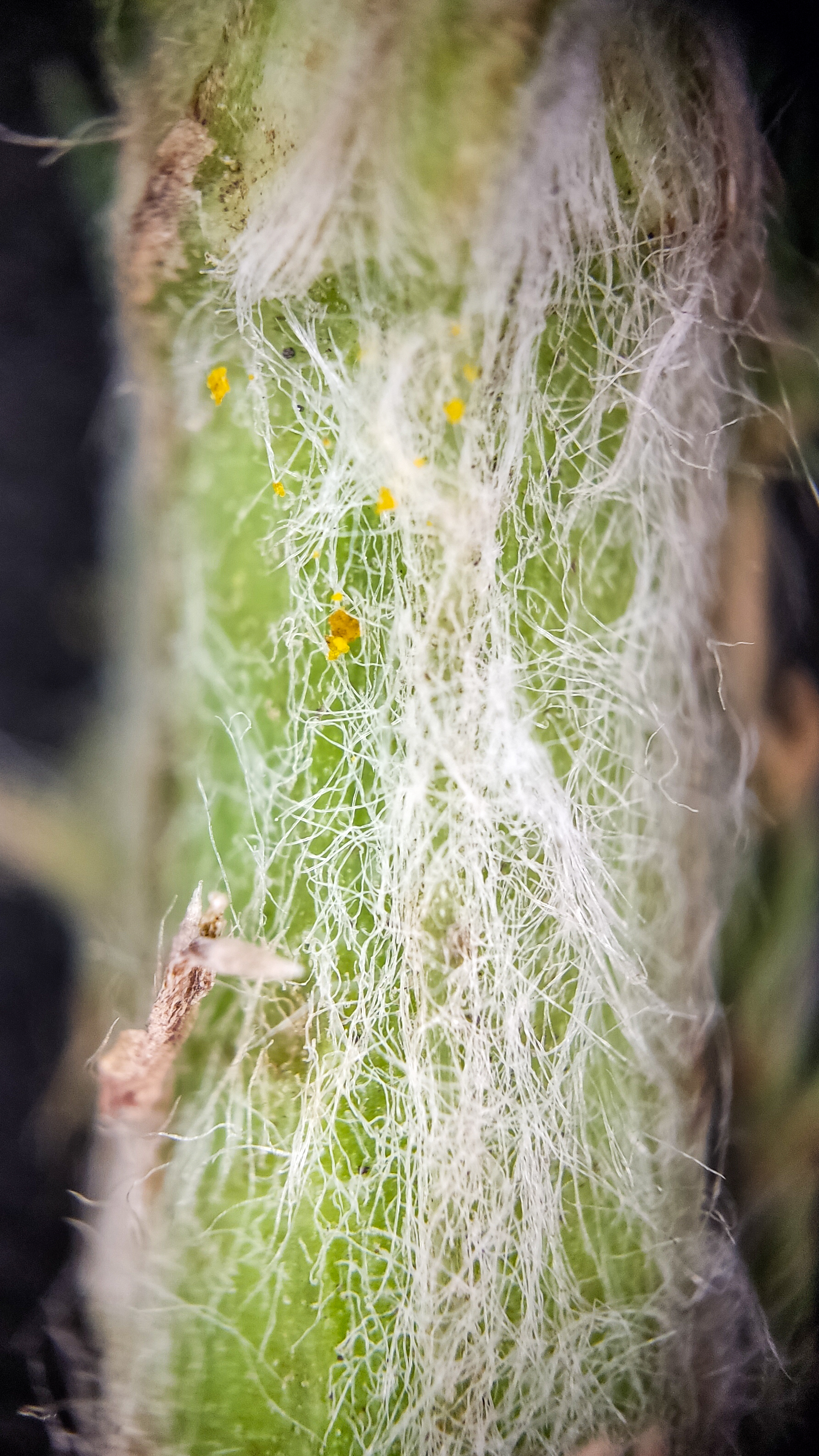 Photo project Let's take a closer look post No. 51. Yarrow - My, Bloom, Macro photography, Nature, The photo, Plants, The nature of Russia, Steppe, Longpost