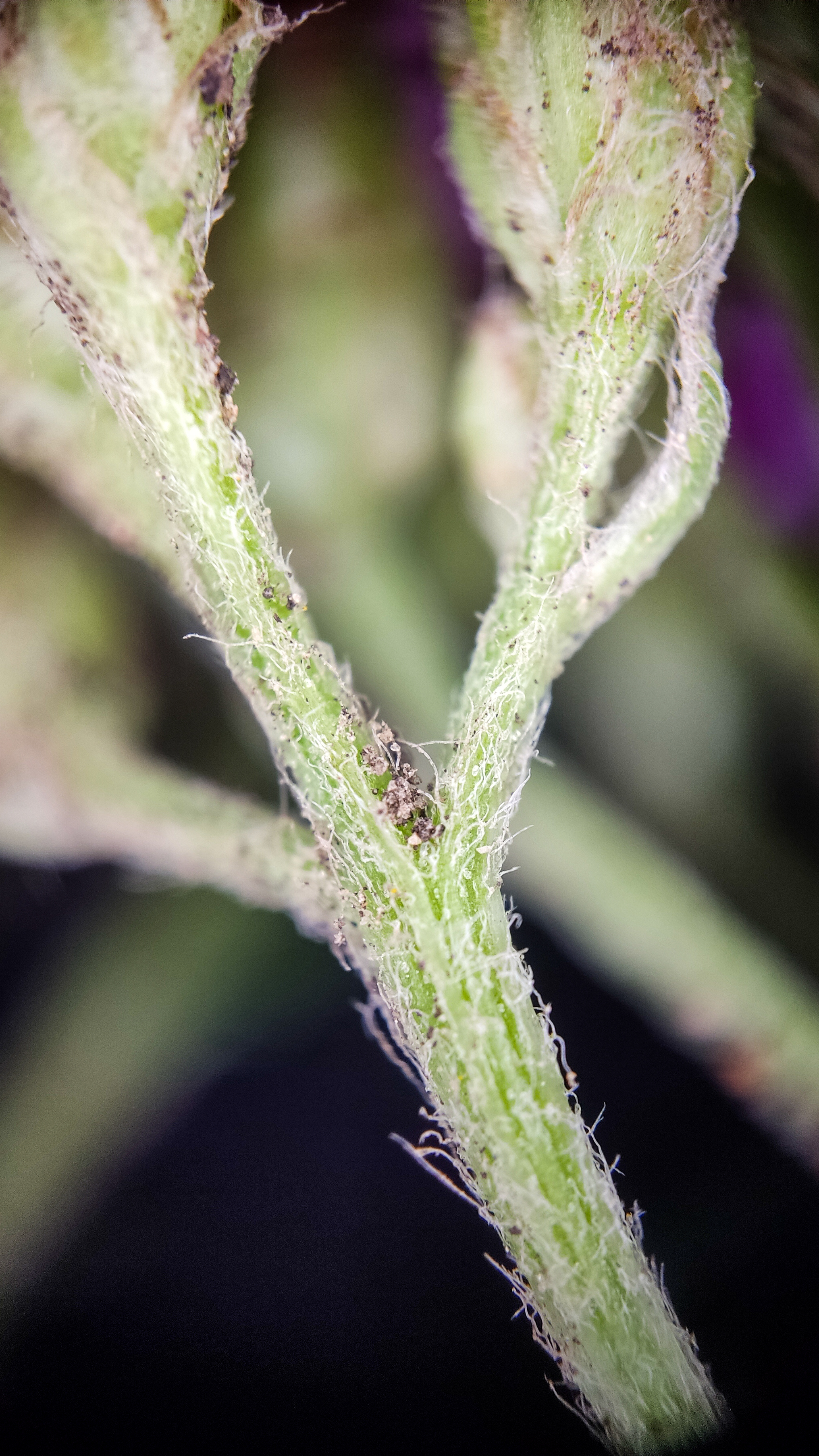 Photo project Let's take a closer look post No. 51. Yarrow - My, Bloom, Macro photography, Nature, The photo, Plants, The nature of Russia, Steppe, Longpost