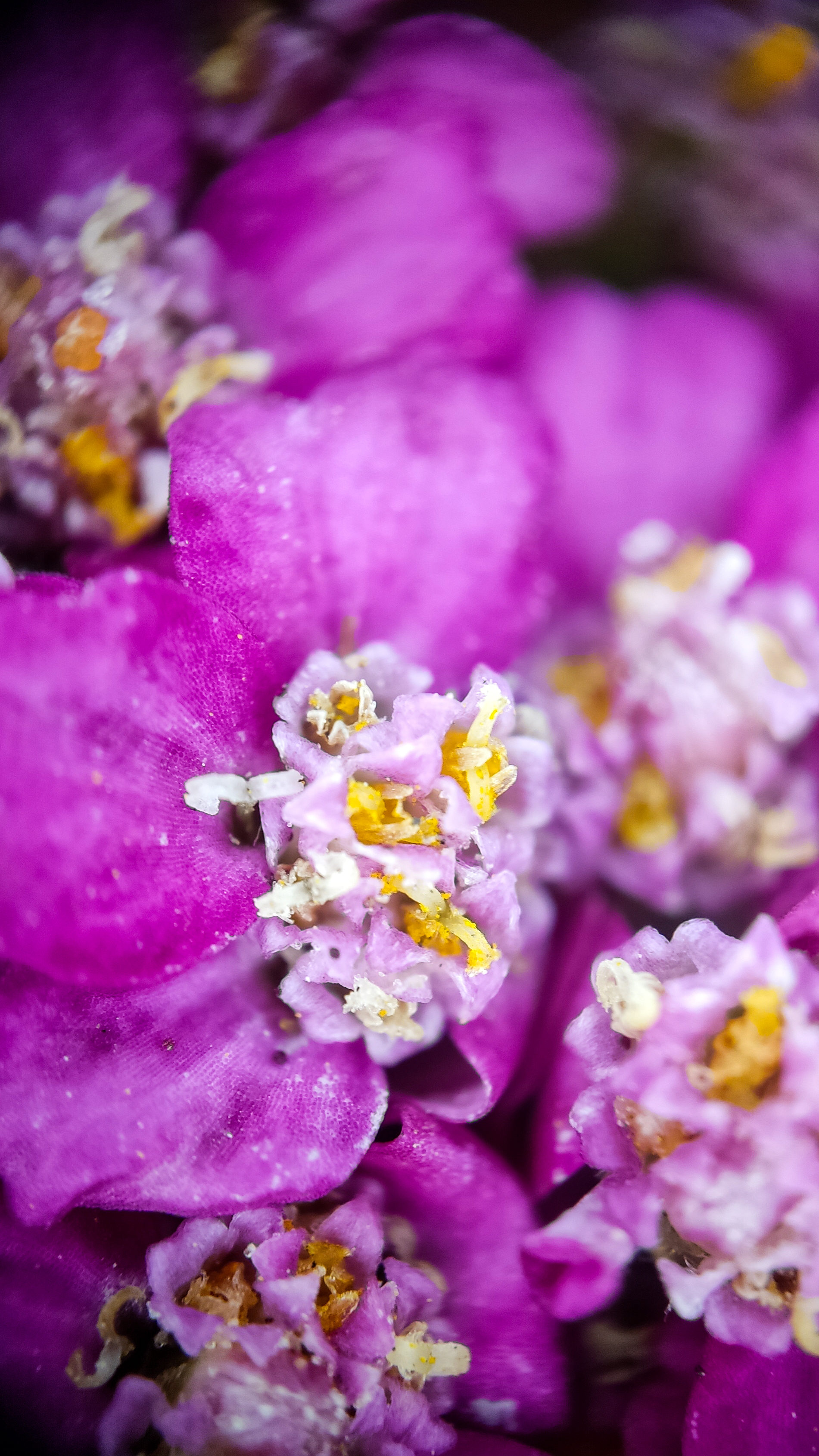 Photo project Let's take a closer look post No. 51. Yarrow - My, Bloom, Macro photography, Nature, The photo, Plants, The nature of Russia, Steppe, Longpost