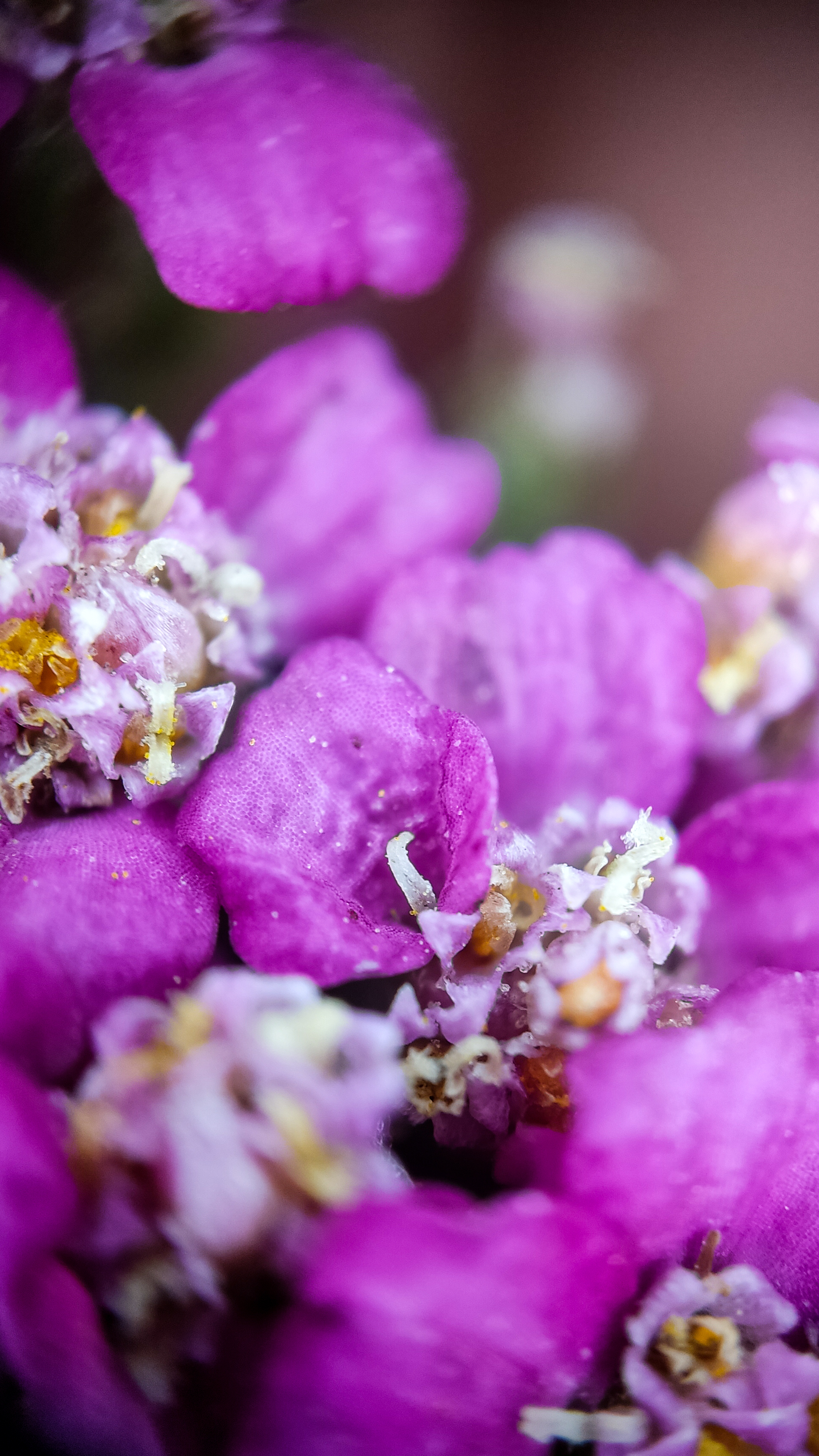 Photo project Let's take a closer look post No. 51. Yarrow - My, Bloom, Macro photography, Nature, The photo, Plants, The nature of Russia, Steppe, Longpost