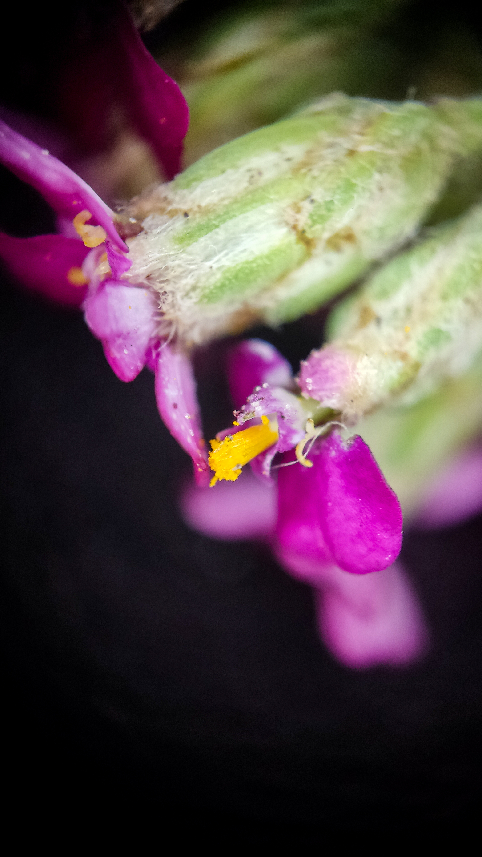 Photo project Let's take a closer look post No. 51. Yarrow - My, Bloom, Macro photography, Nature, The photo, Plants, The nature of Russia, Steppe, Longpost