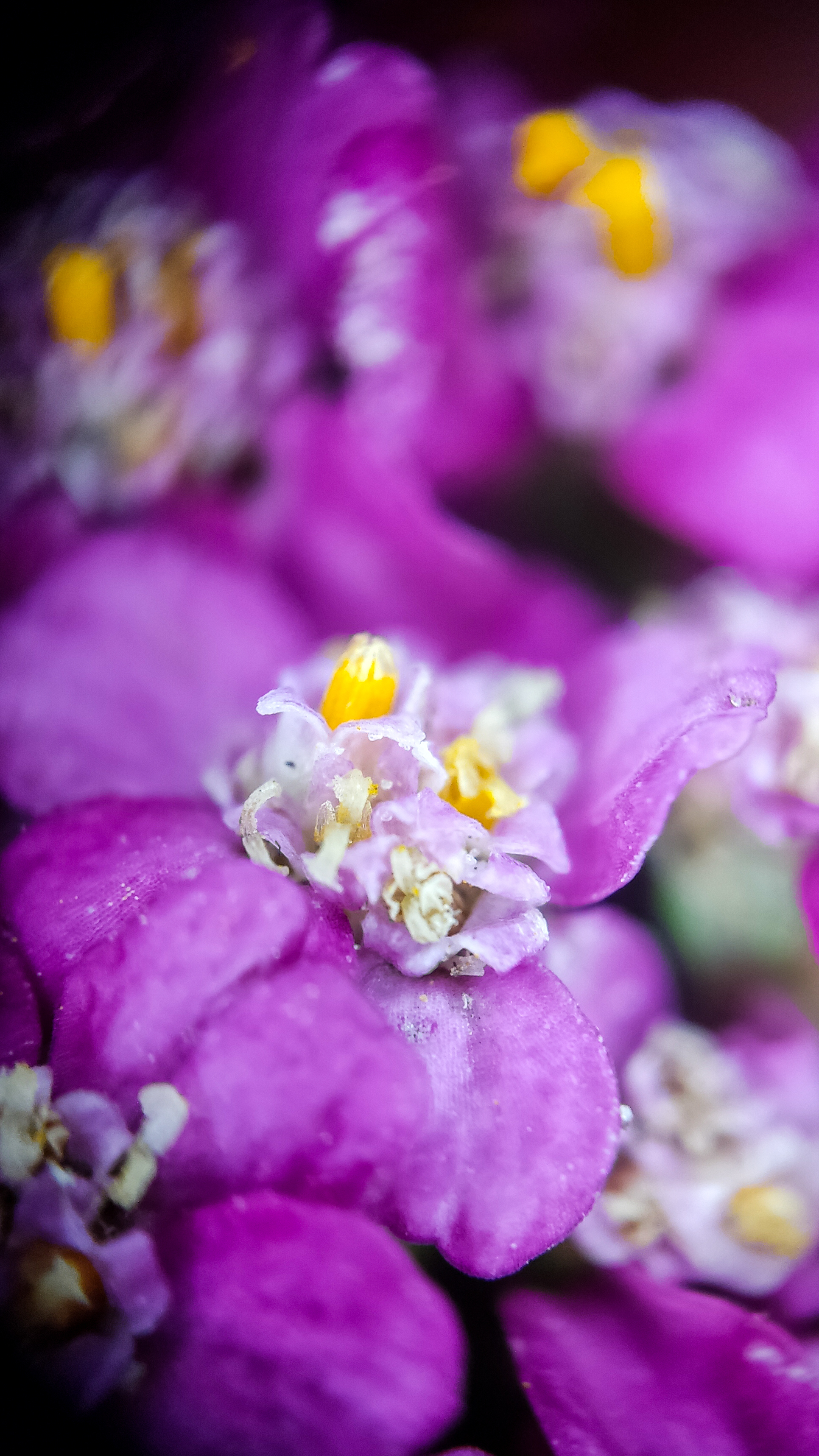 Photo project Let's take a closer look post No. 51. Yarrow - My, Bloom, Macro photography, Nature, The photo, Plants, The nature of Russia, Steppe, Longpost