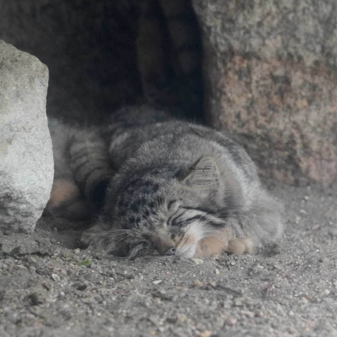 Good morning people... Happy Monday to you - Wild animals, Zoo, Predatory animals, Cat family, Pallas' cat, Small cats, Young