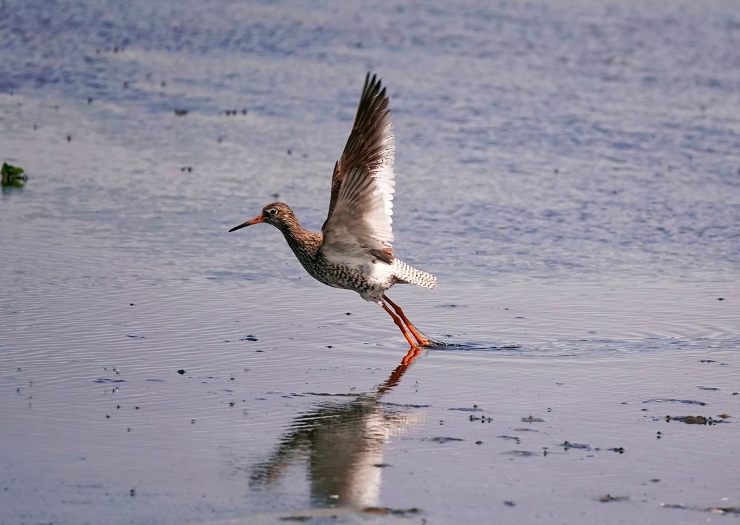 Herbalist or redleg - My, The photo, Nature, Netherlands (Holland), Birds