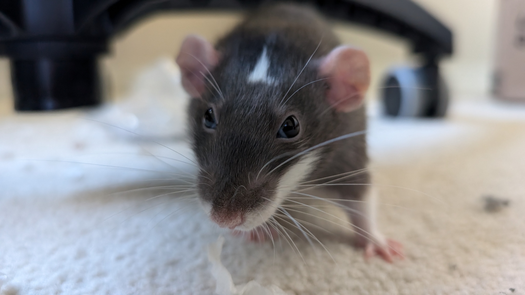 Transfiguration - My, Rat, Decorative rats, Pets, Animals, Rat Chronicles, Care, Longpost