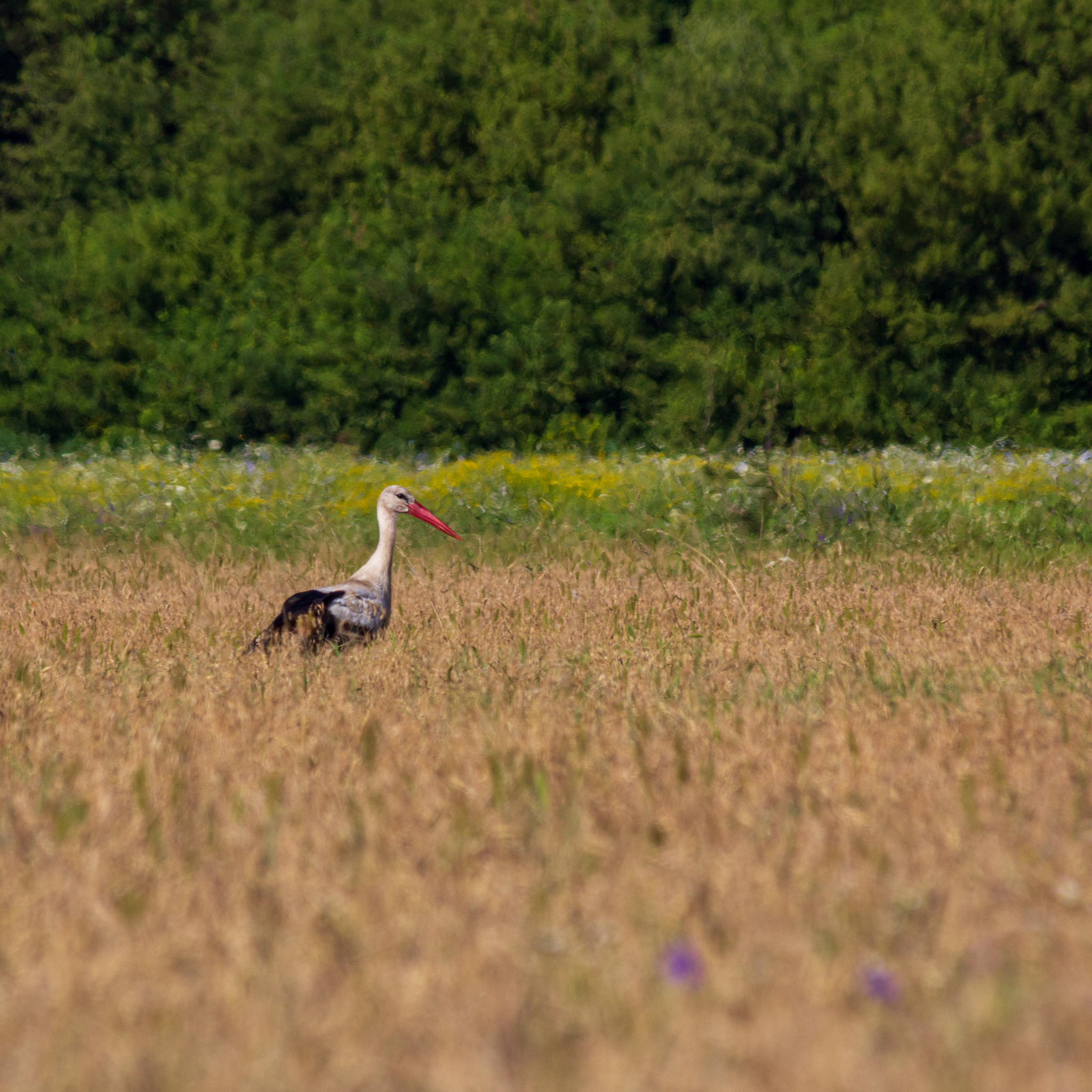 Breakfast with a stork - My, Stork, Birds, Nature, Longpost