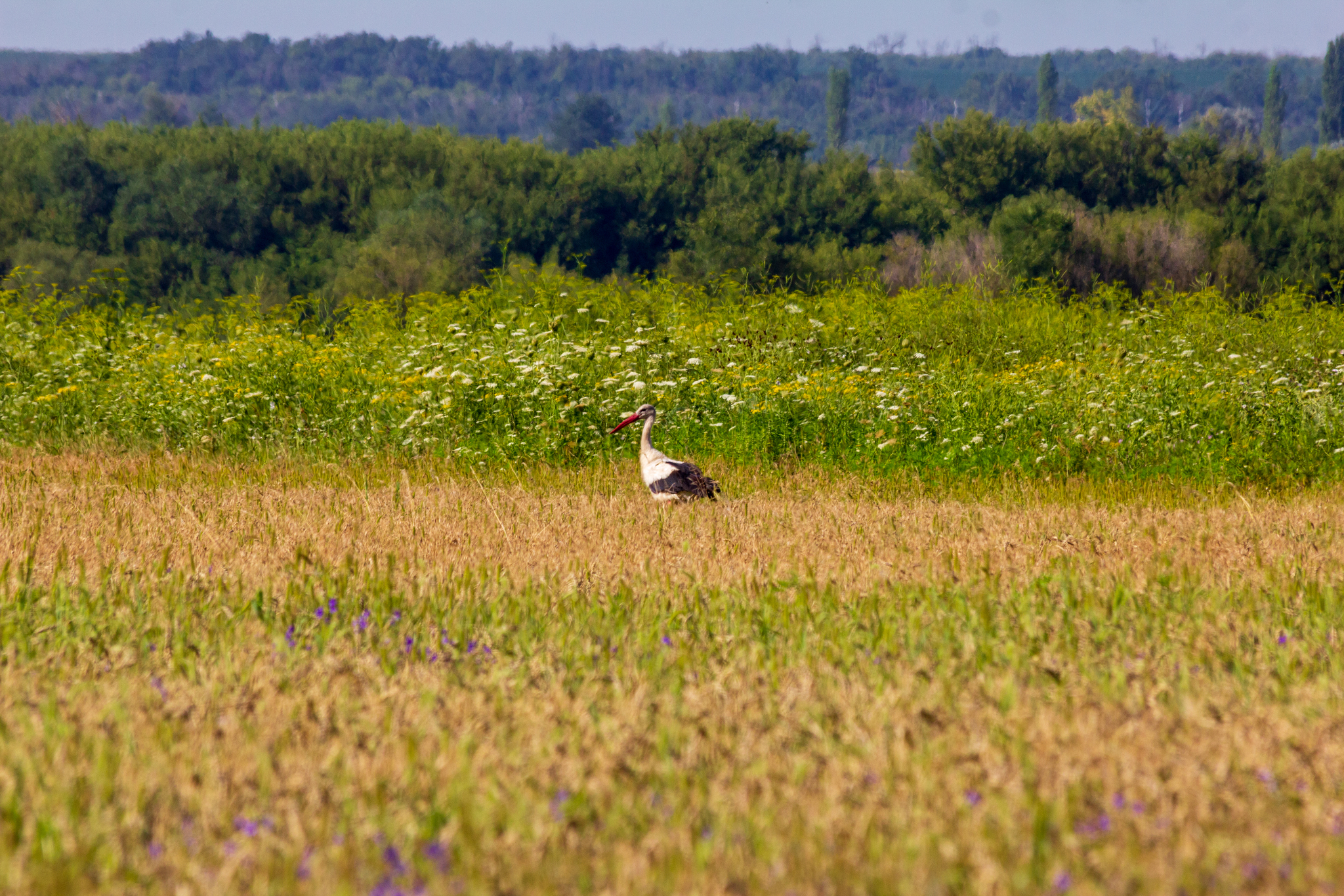 Breakfast with a stork - My, Stork, Birds, Nature, Longpost