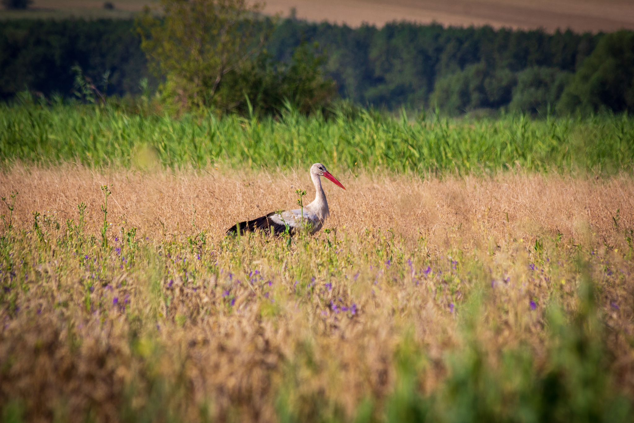 Breakfast with a stork - My, Stork, Birds, Nature, Longpost