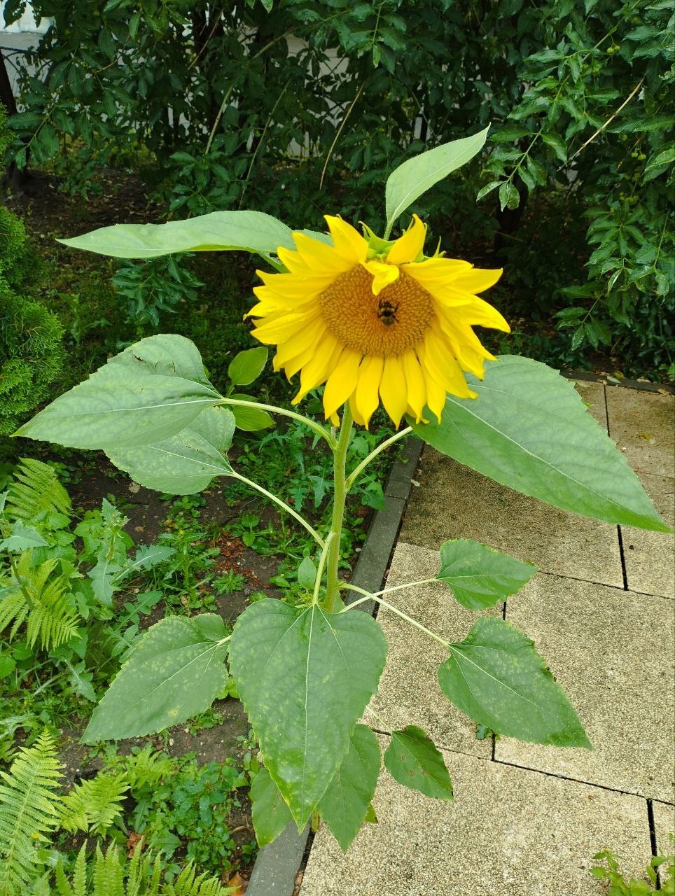 Sunflower with bumblebee - My, Crossposting, Pikabu publish bot, Sunflower, Bumblebee, Flowers, Plants