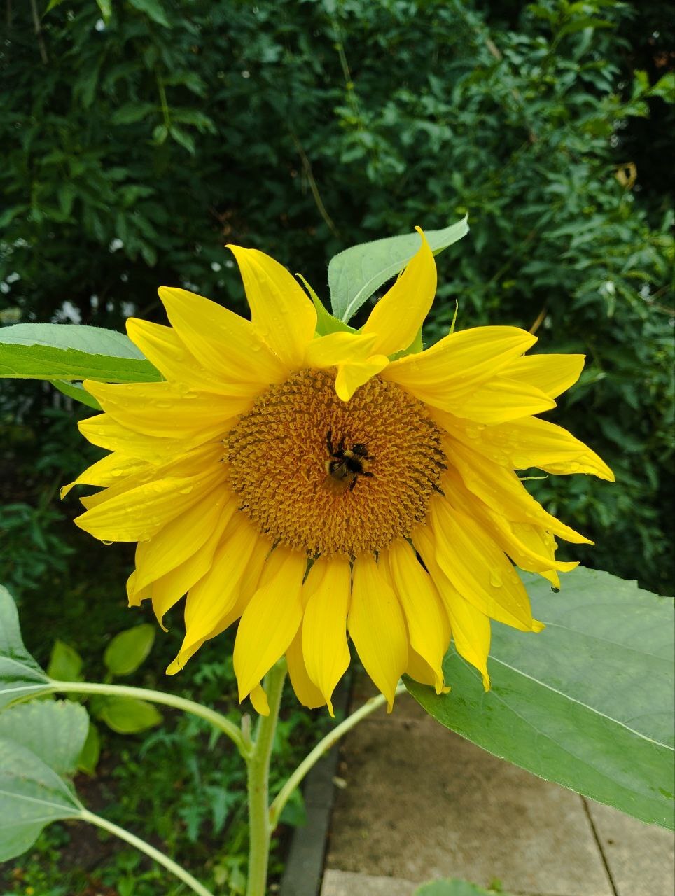 Sunflower with bumblebee - My, Crossposting, Pikabu publish bot, Sunflower, Bumblebee, Flowers, Plants