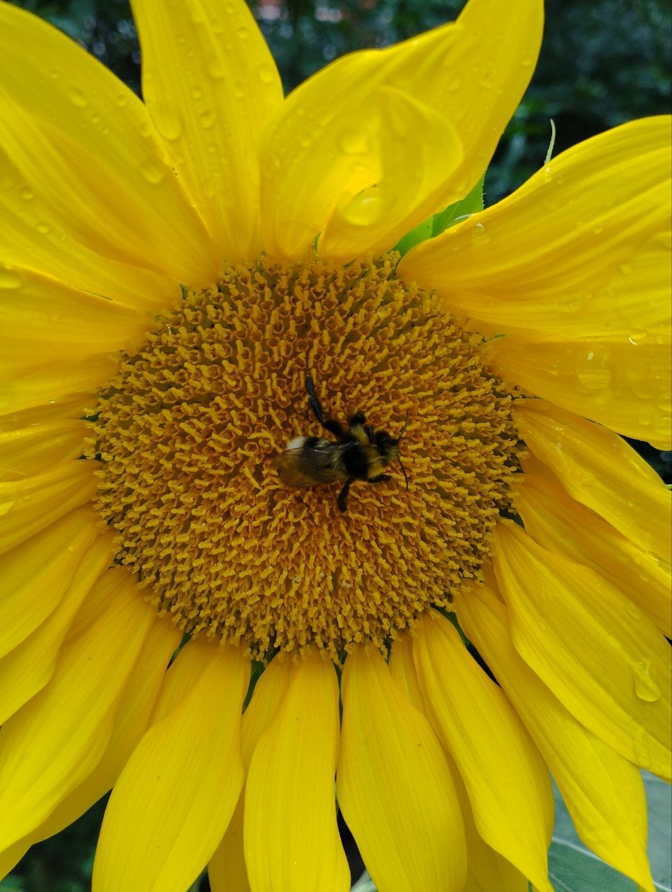 Sunflower with bumblebee - My, Crossposting, Pikabu publish bot, Sunflower, Bumblebee, Flowers, Plants