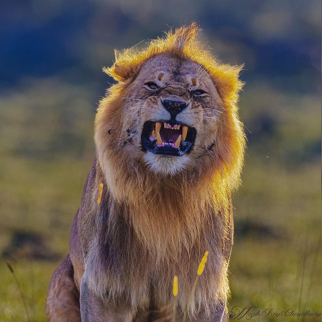 Royal Majesty - a lion, Big cats, Cat family, Predatory animals, Wild animals, wildlife, Reserves and sanctuaries, Africa, The photo