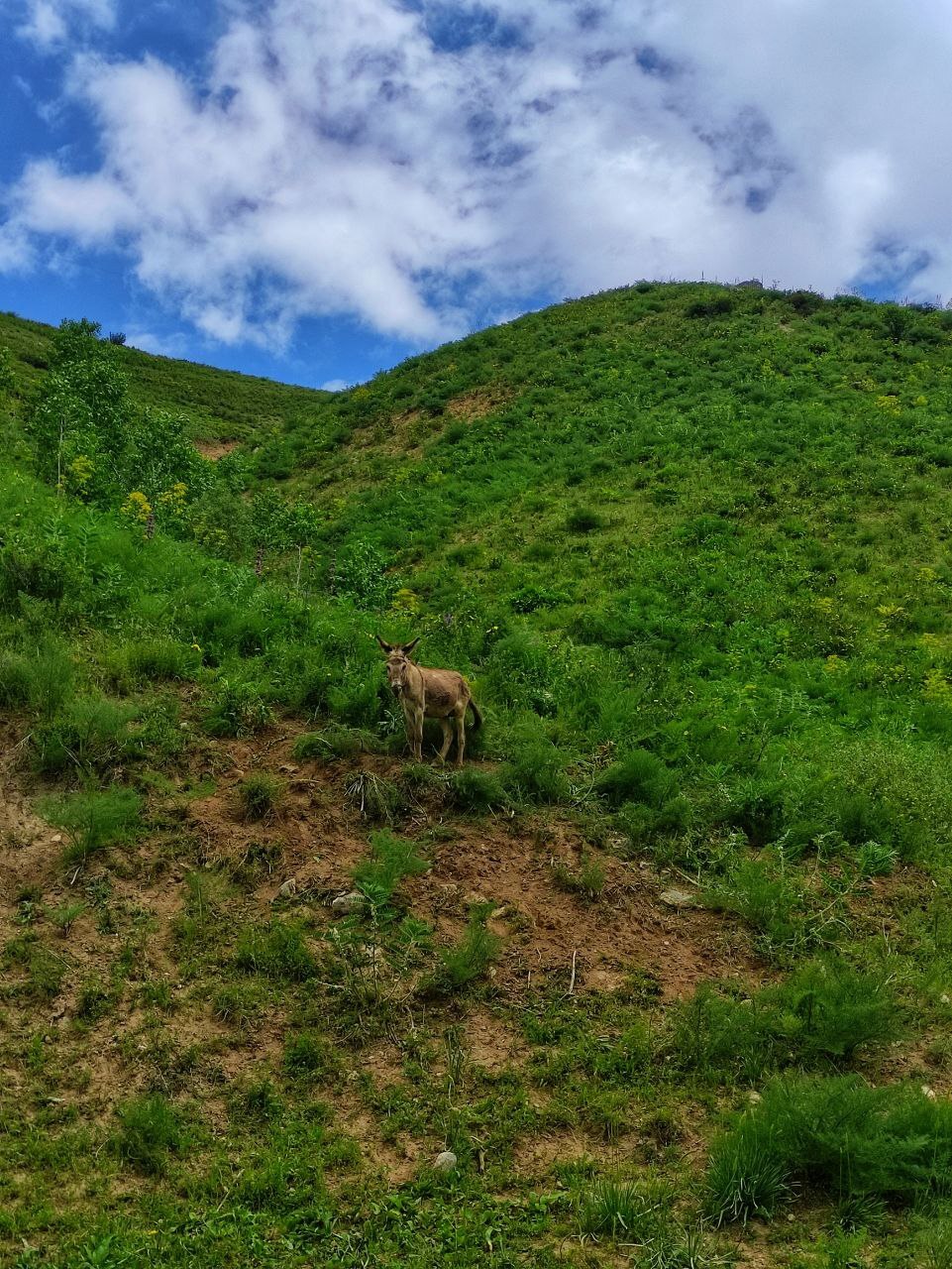 Across the entire Pamirs and Central Asia by bike! 3500 km + Day 23. Still on the road - My, Hike, A bike, Travels, Asia, middle Asia, Туристы, The rocks, Camping, Central Asia, Tajikistan, Pamir, Bike trip, Travelers, Summer, Vacation, Tagil, Longpost