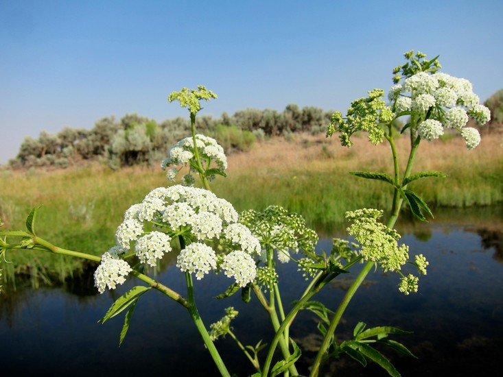 Poison from plants - Informative, Want to know everything, Biology, I, Poisonous plants, Around the world, Facts, Instructive, Russia, Yandex Zen (link), Longpost, Poisoning