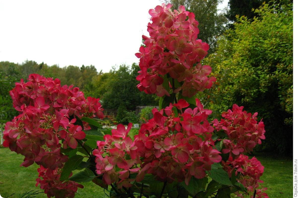 Hydrangea paniculata Weems Red - My, Garden, Gardening, Plants, Garden, Longpost