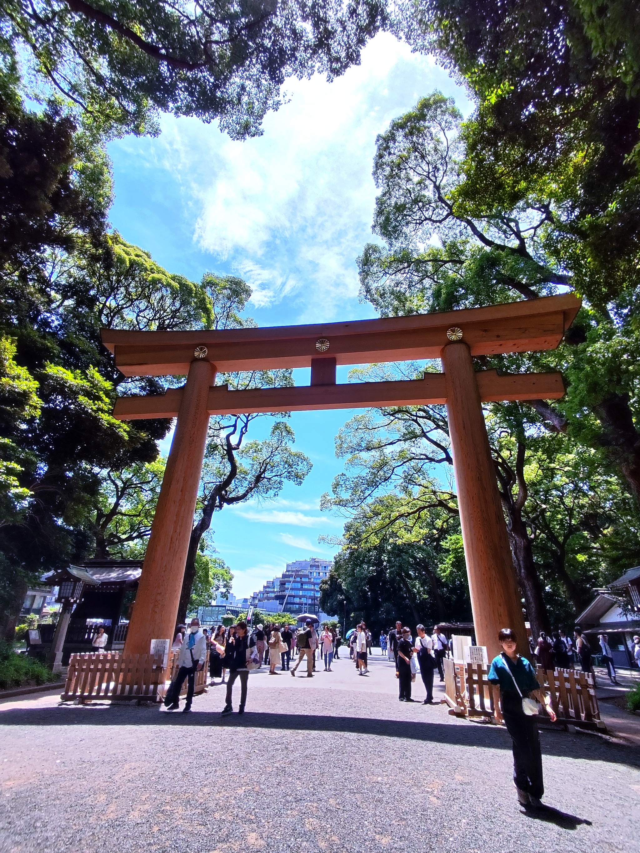 Ирисы в парке храма Meiji Jingu, Tokyo - Моё, Япония, Токио, Ирисы, Длиннопост