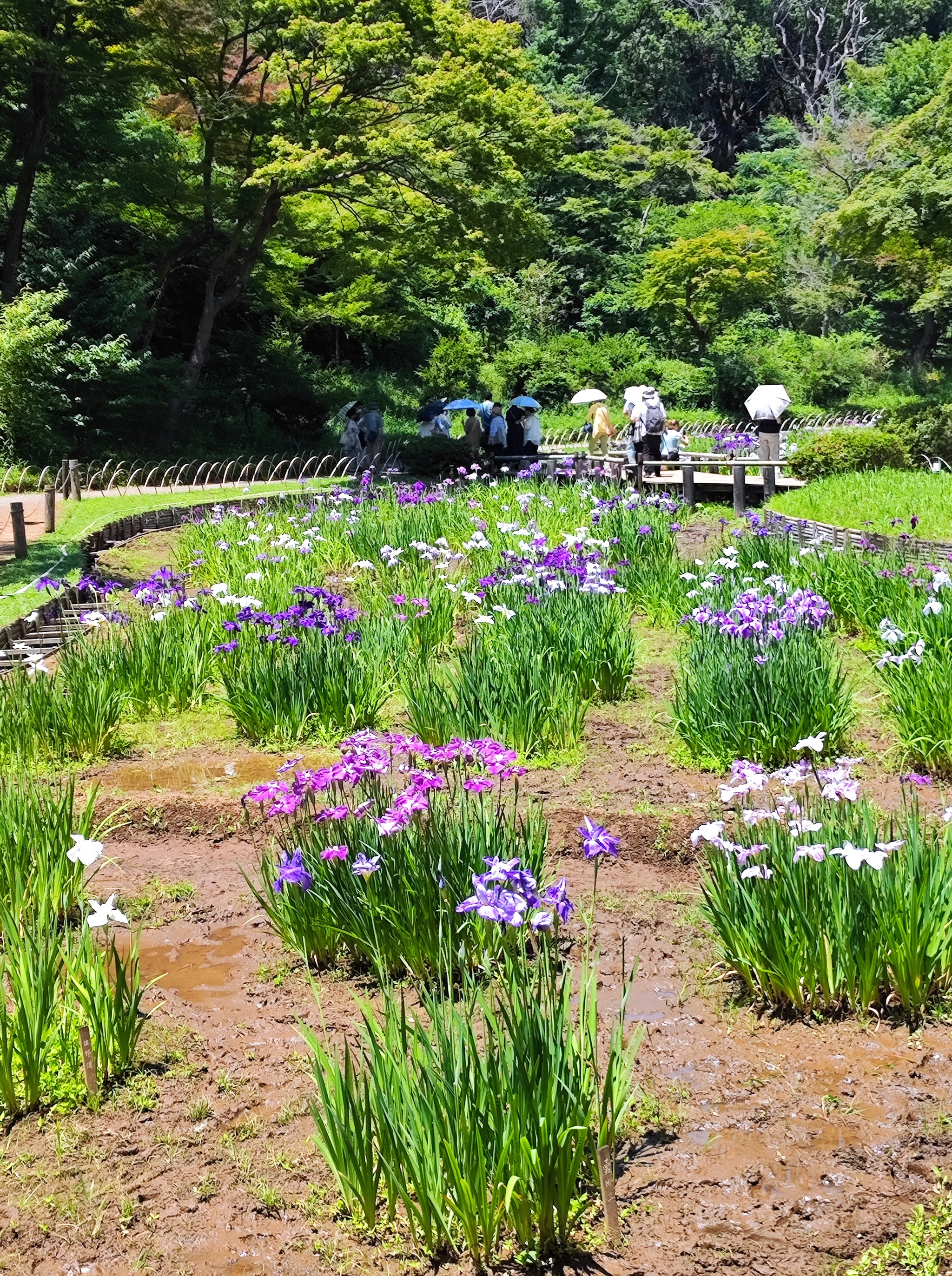 Ирисы в парке храма Meiji Jingu, Tokyo - Моё, Япония, Токио, Ирисы, Длиннопост