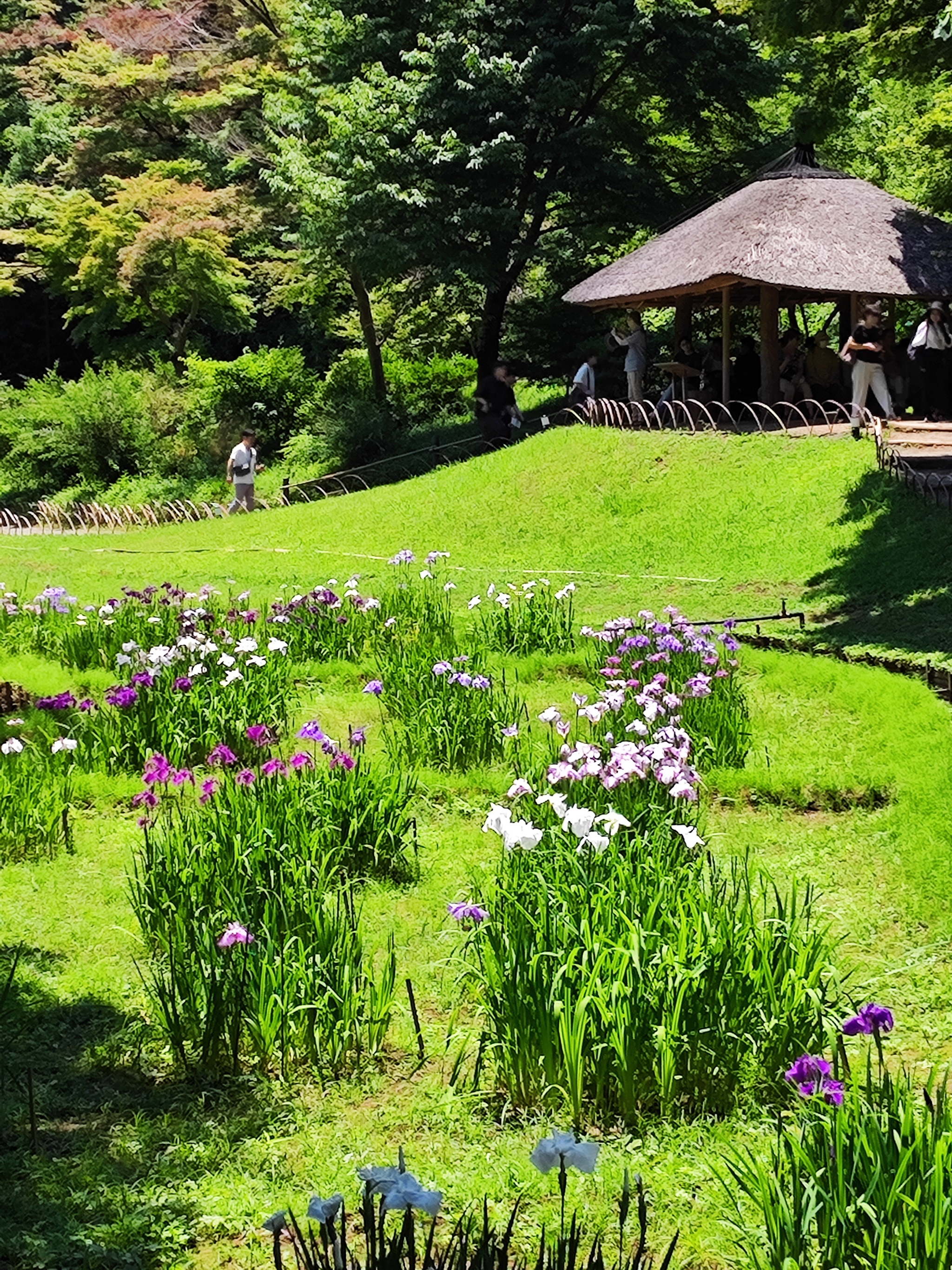 Ирисы в парке храма Meiji Jingu, Tokyo - Моё, Япония, Токио, Ирисы, Длиннопост