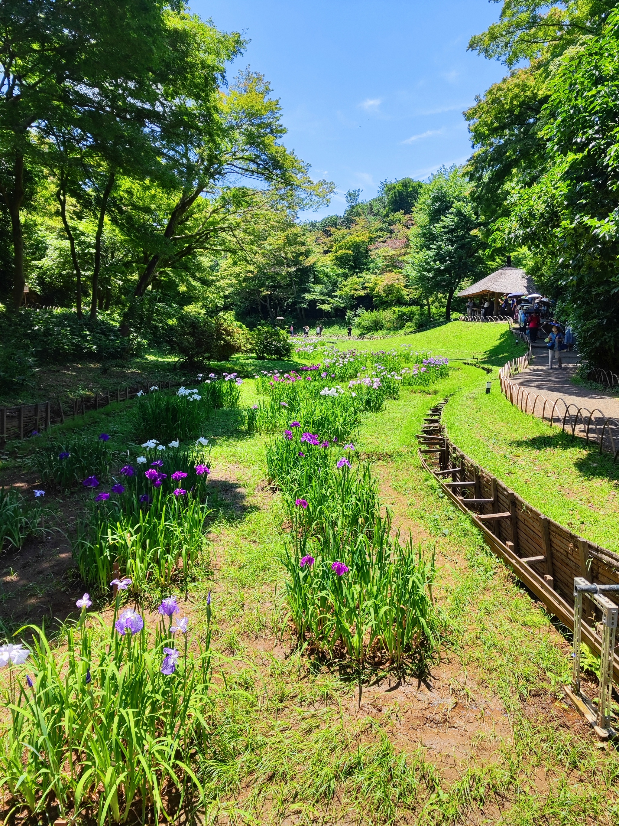 Ирисы в парке храма Meiji Jingu, Tokyo - Моё, Япония, Токио, Ирисы, Длиннопост