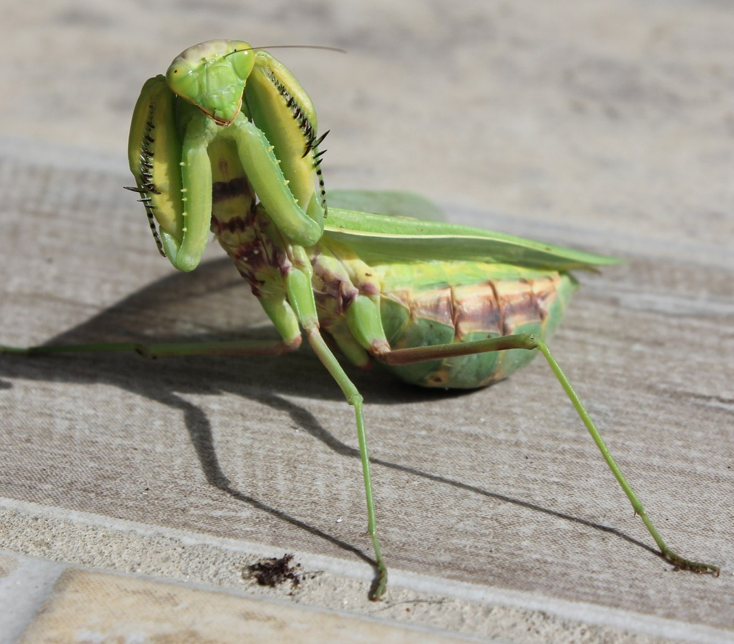 Predatory prophet - My, The photo, Insects, Mantis, Facts, Informative