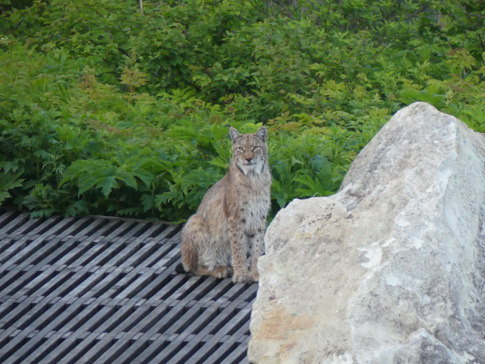 A wise old cat won't ruin the photo - Lynx, Cordon, Valley of Geysers, Kronotsky Reserve, Kamchatka, Wild animals, Predatory animals, Cat family, Small cats, Uninvited guests, Longpost, European lynx