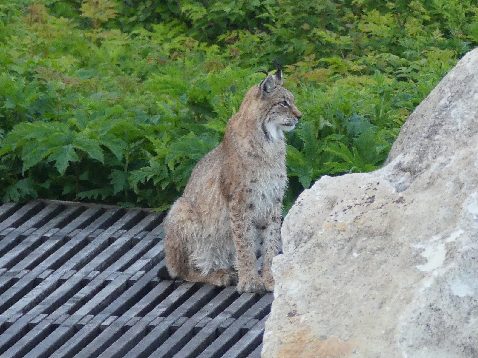 A wise old cat won't ruin the photo - Lynx, Cordon, Valley of Geysers, Kronotsky Reserve, Kamchatka, Wild animals, Predatory animals, Cat family, Small cats, Uninvited guests, Longpost, European lynx