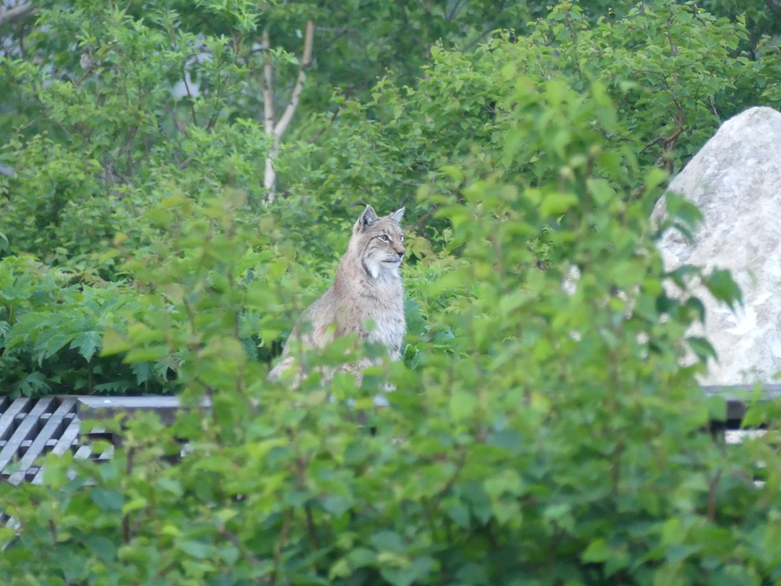 A wise old cat won't ruin the photo - Lynx, Cordon, Valley of Geysers, Kronotsky Reserve, Kamchatka, Wild animals, Predatory animals, Cat family, Small cats, Uninvited guests, Longpost, European lynx