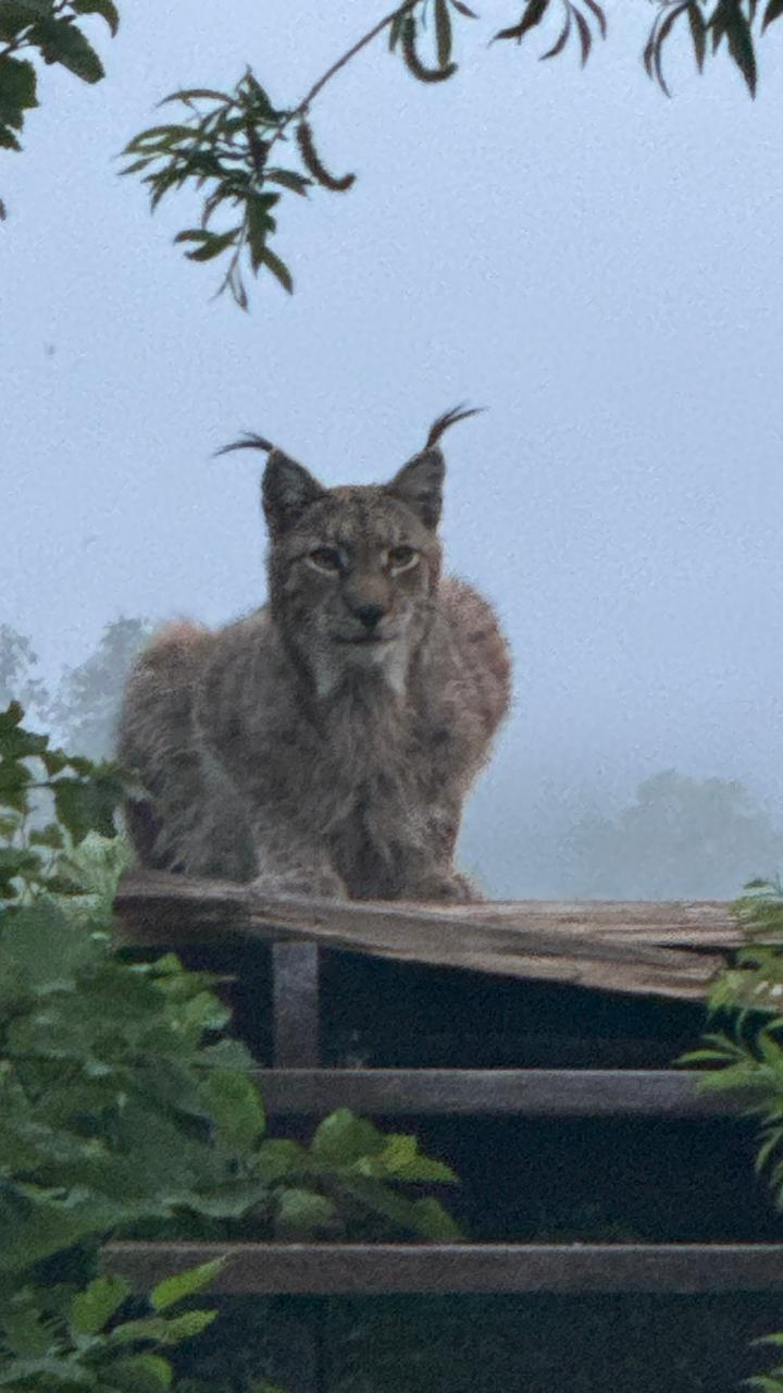 A wise old cat won't ruin the photo - Lynx, Cordon, Valley of Geysers, Kronotsky Reserve, Kamchatka, Wild animals, Predatory animals, Cat family, Small cats, Uninvited guests, Longpost, European lynx