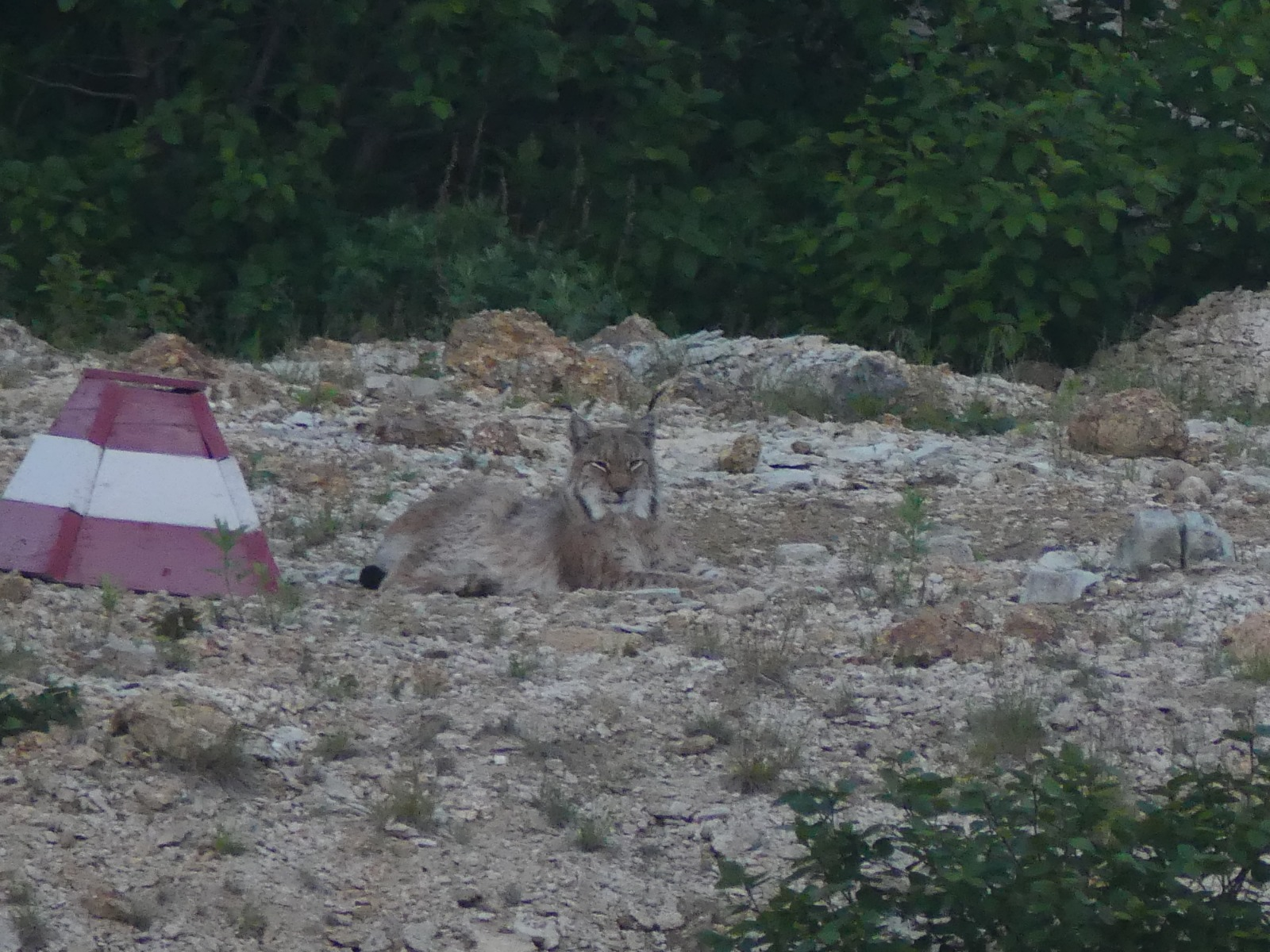 A wise old cat won't ruin the photo - Lynx, Cordon, Valley of Geysers, Kronotsky Reserve, Kamchatka, Wild animals, Predatory animals, Cat family, Small cats, Uninvited guests, Longpost, European lynx