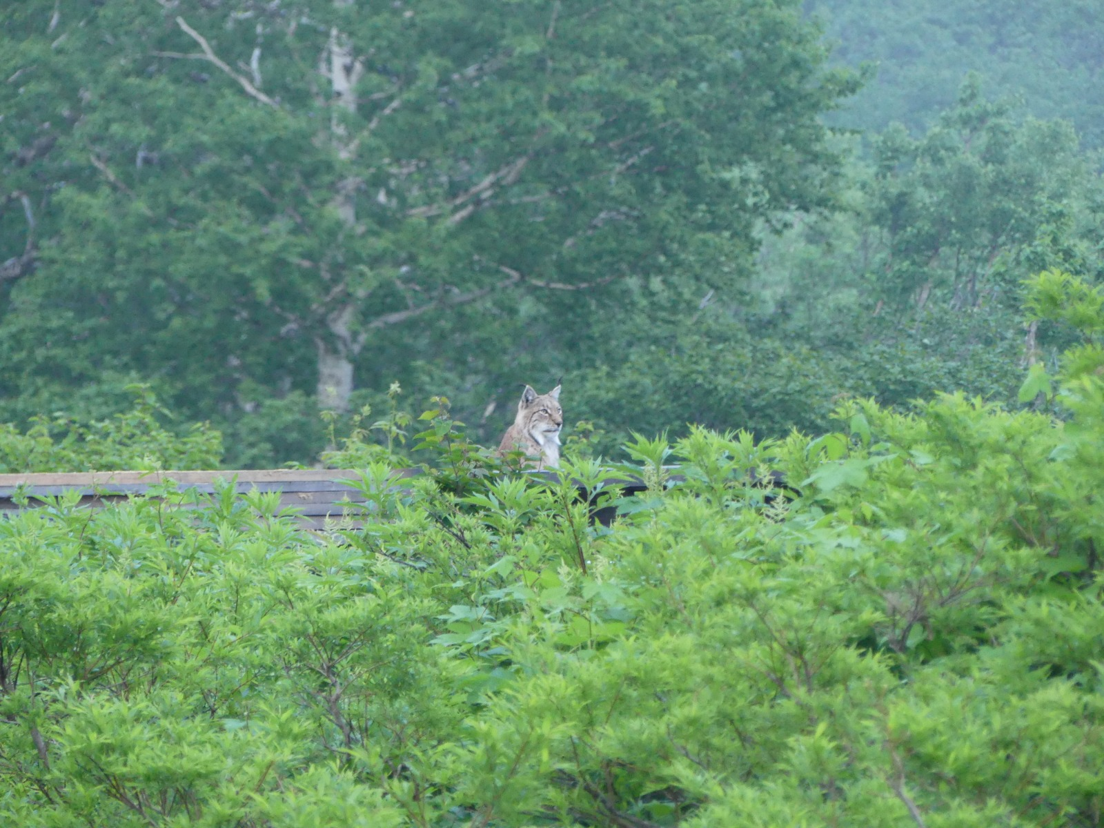 A wise old cat won't ruin the photo - Lynx, Cordon, Valley of Geysers, Kronotsky Reserve, Kamchatka, Wild animals, Predatory animals, Cat family, Small cats, Uninvited guests, Longpost, European lynx