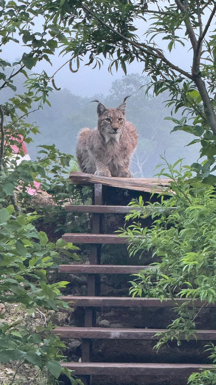 A wise old cat won't ruin the photo - Lynx, Cordon, Valley of Geysers, Kronotsky Reserve, Kamchatka, Wild animals, Predatory animals, Cat family, Small cats, Uninvited guests, Longpost, European lynx