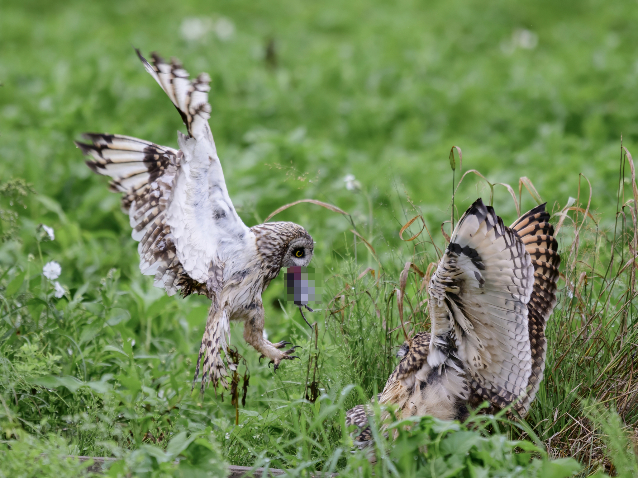 The owls didn't share breakfast - My, Birds, Ornithology, Photo hunting, Wild animals, The photo, Video, Youtube, Longpost