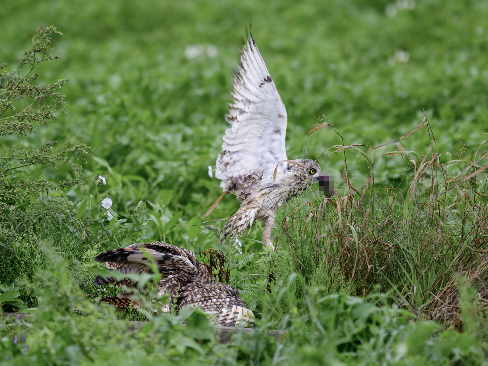 The owls didn't share breakfast - My, Birds, Ornithology, Photo hunting, Wild animals, The photo, Video, Youtube, Longpost