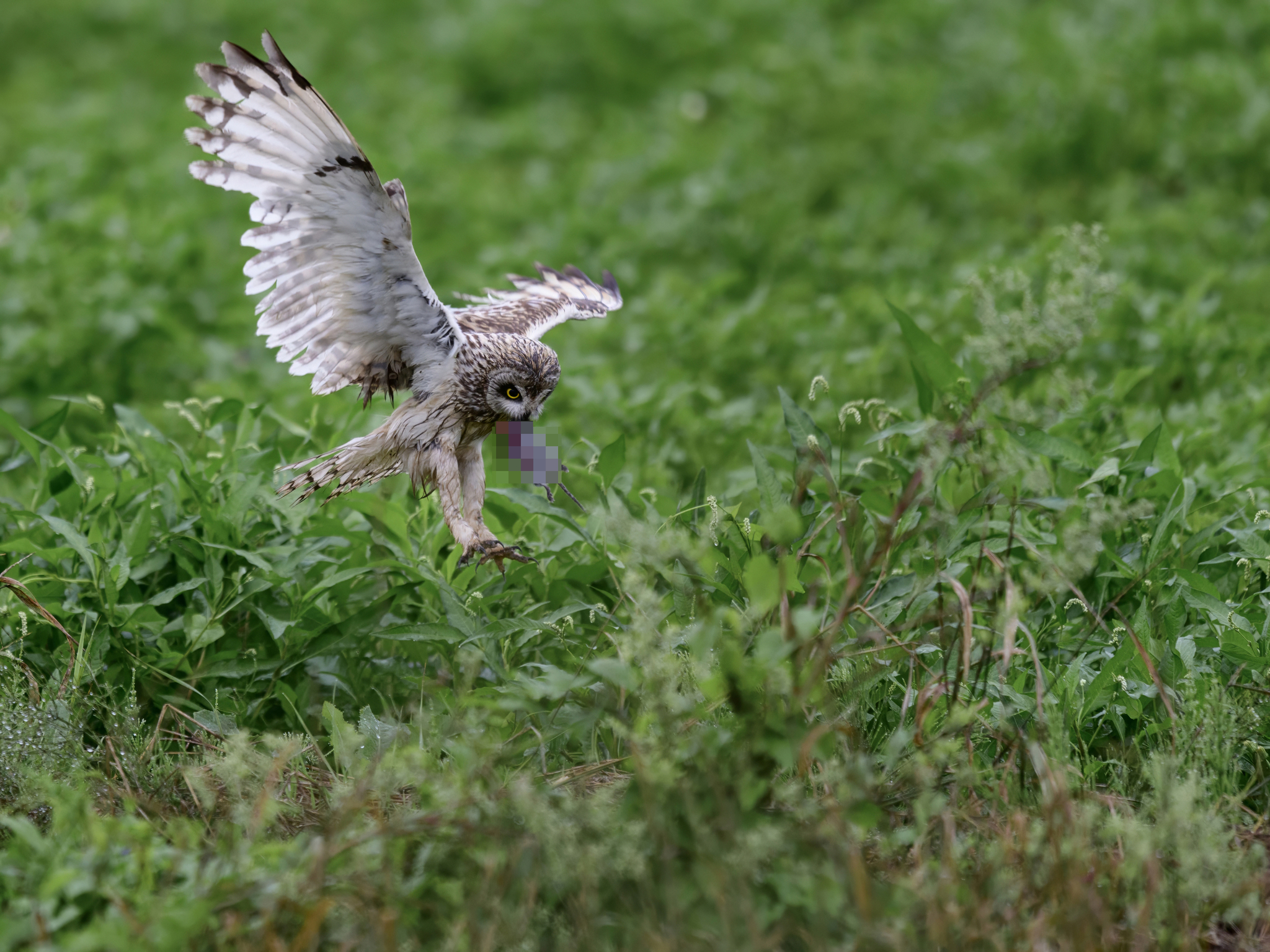 The owls didn't share breakfast - My, Birds, Ornithology, Photo hunting, Wild animals, The photo, Video, Youtube, Longpost