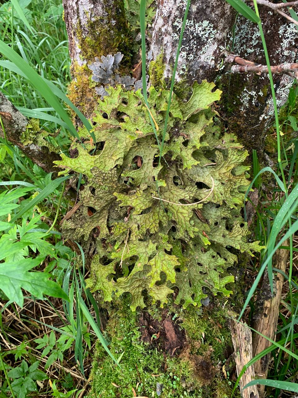 Lobaria pulmonary - Lichen, Red Book, Kamchatka, Useful, The photo, Nature Park, ethnoscience, Vulnerability, Telegram (link), Longpost