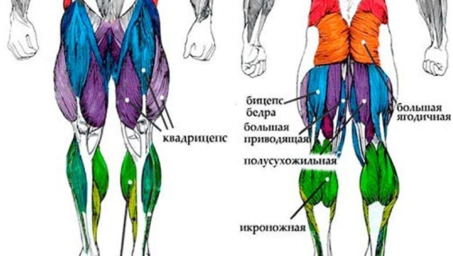 Мышцы ног и как их качать Ч.1 - Тренировка, Тренажерный зал, ЗОЖ, Спортивные советы, Упражнения, Бодибилдинг, Диета, Спортзал, Фитнес, Тренер, Ноги, Правильное питание, Похудение, Питание, Бодибилдеры, Длиннопост