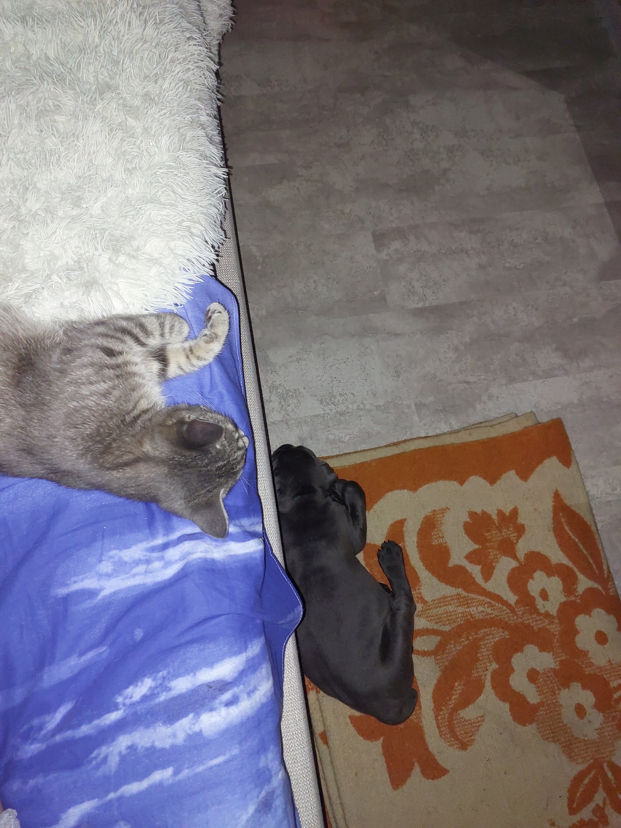 Cane Corso first days at home, adaptation - Cane Corso, Dog, Krasnodar, Longpost, My, Pets