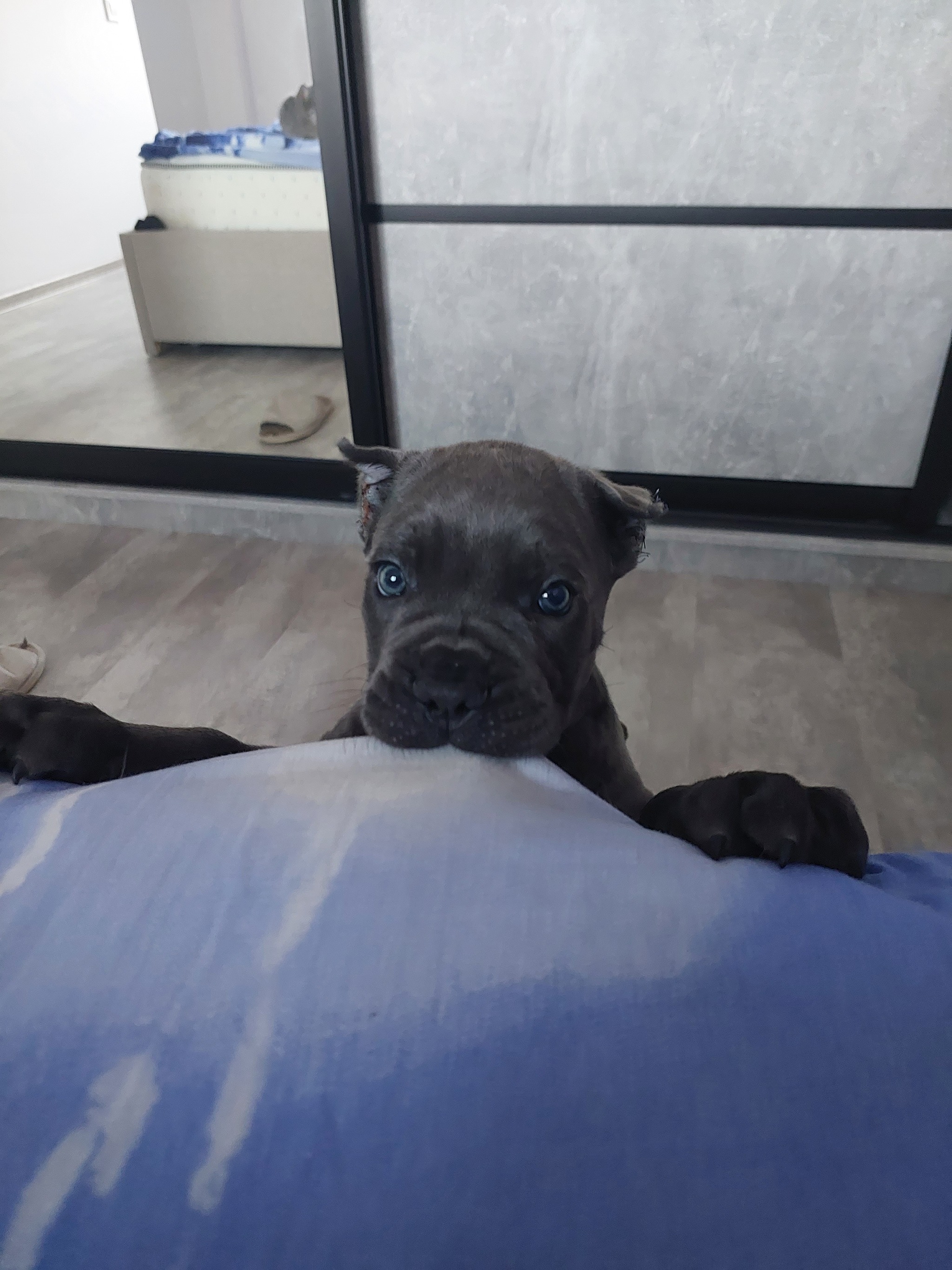 Cane Corso first days at home, adaptation - Cane Corso, Dog, Krasnodar, Longpost, My, Pets