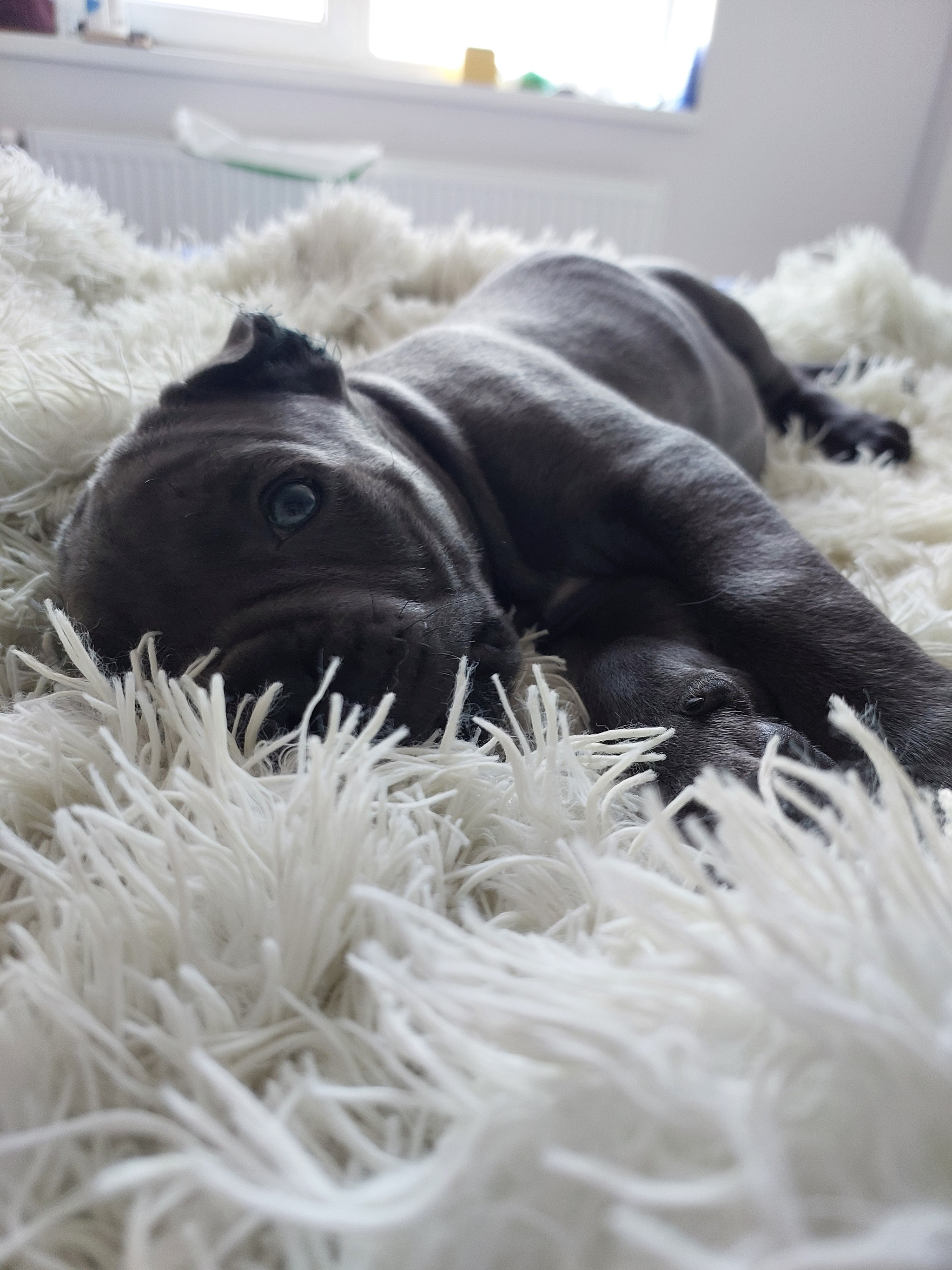 Cane Corso first days at home, adaptation - Cane Corso, Dog, Krasnodar, Longpost, My, Pets