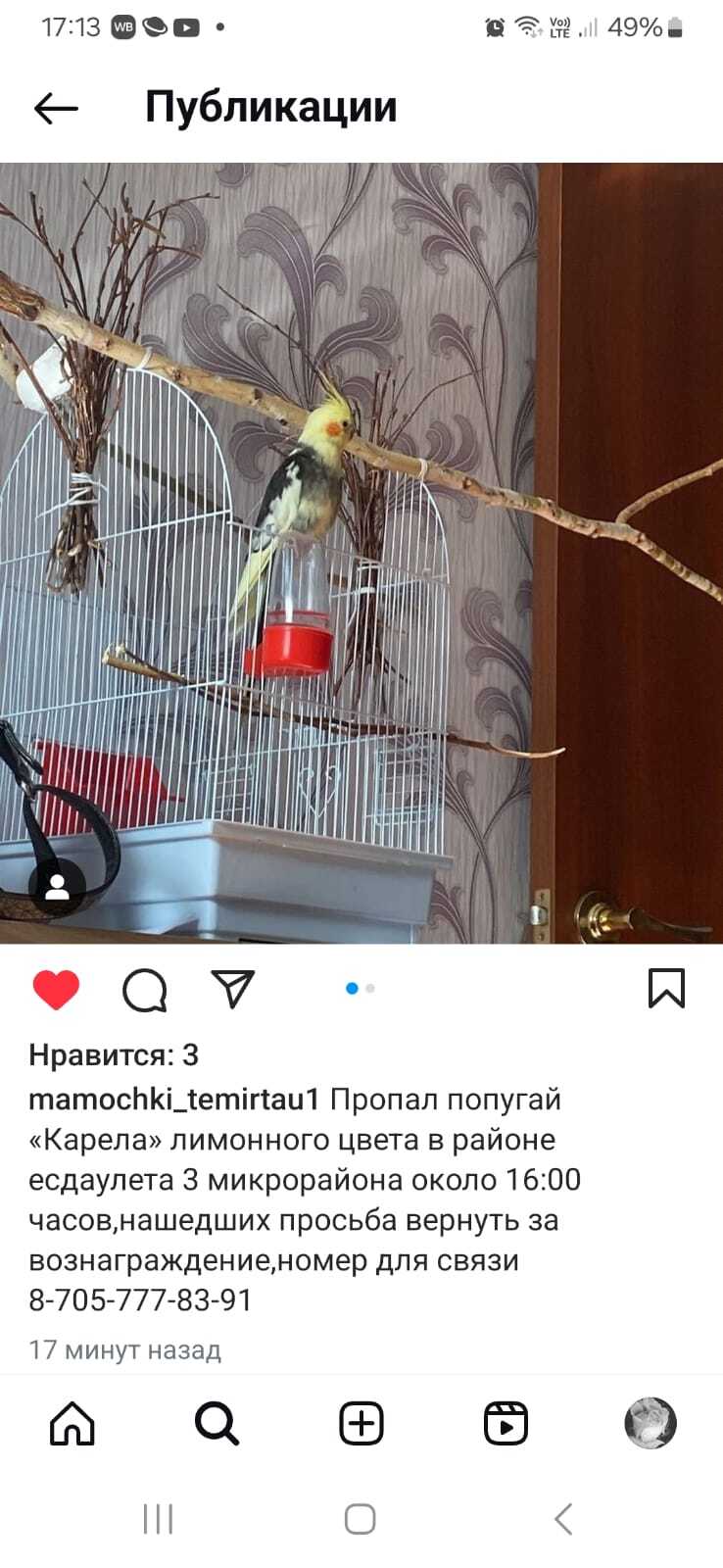 Lost parrot in the city of Temirtau (Karagandy region) Instagram post was released 5 hours ago - The missing, A parrot, Longpost, Screenshot, No rating, Lost