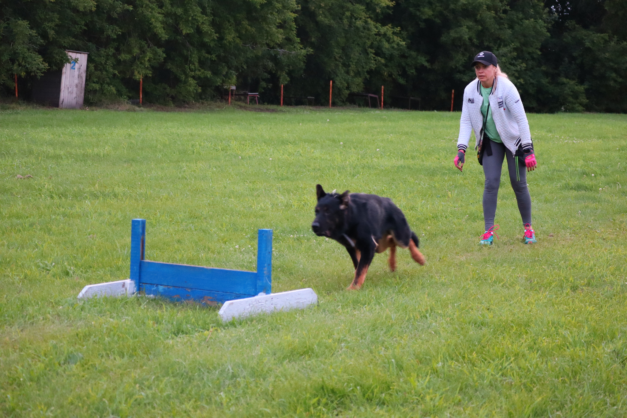 Dog training in Omsk - OTSSS - Training, Dog, Dog lovers, Puppies, Omsk, Longpost