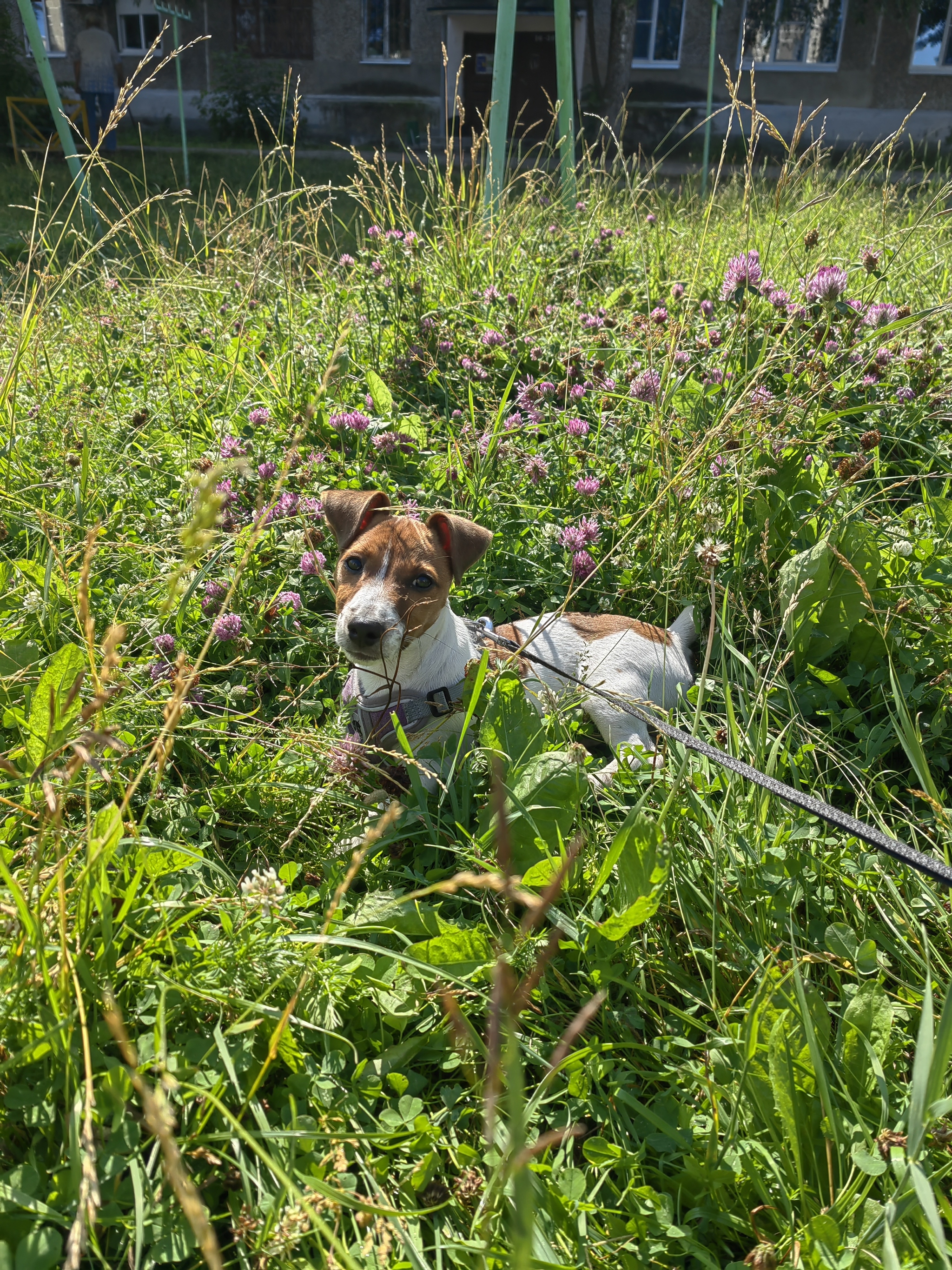 Young parents - My, Dog, Milota, Parents and children, Parents, People, Animals, Pets, Homemade